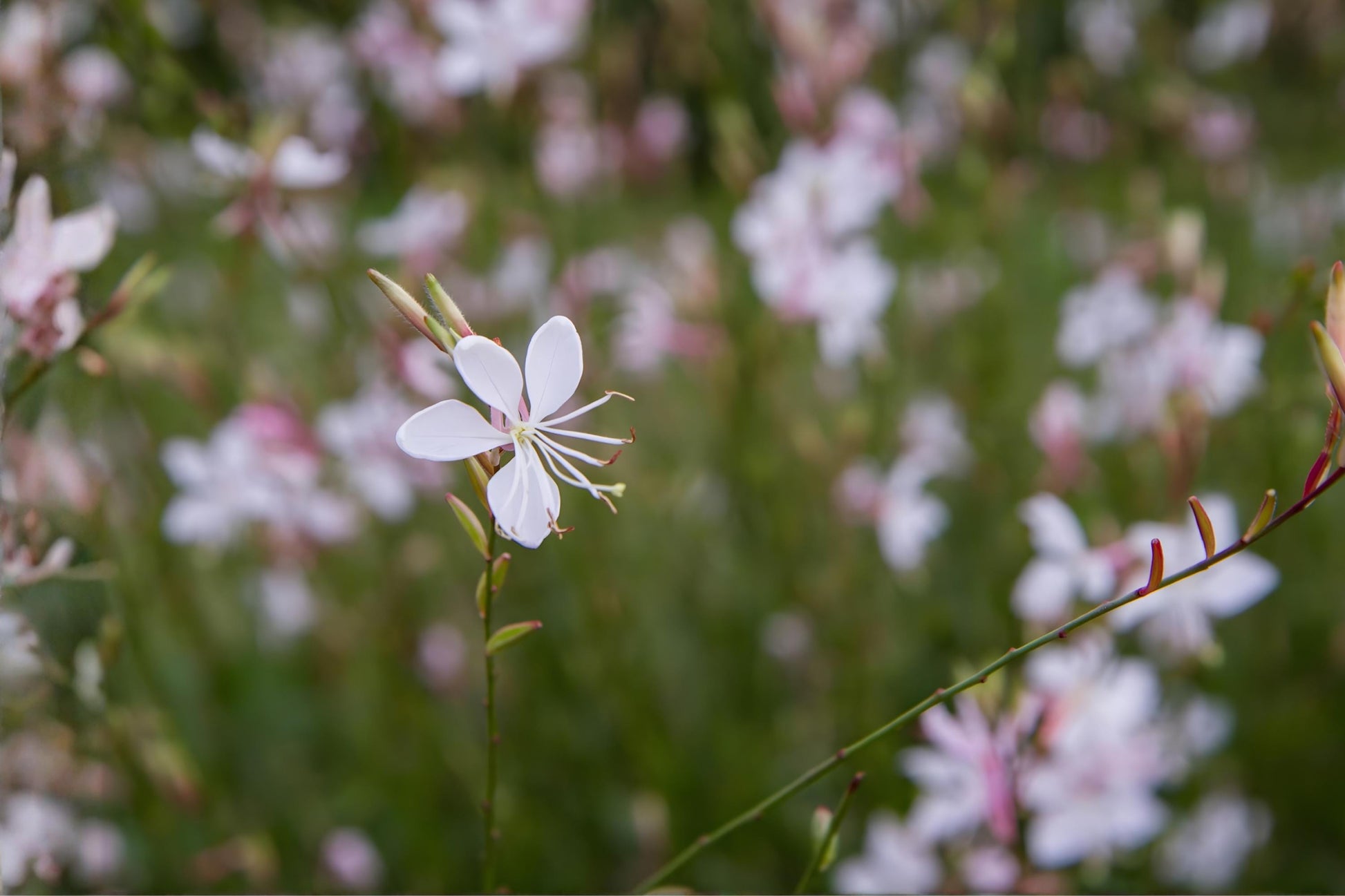 Biennial Beeblossom Seeds (10) - Gaura biennis - Native Wildflower for Pollinators, White to Pale Pink Blooms, Drought Tolerant
