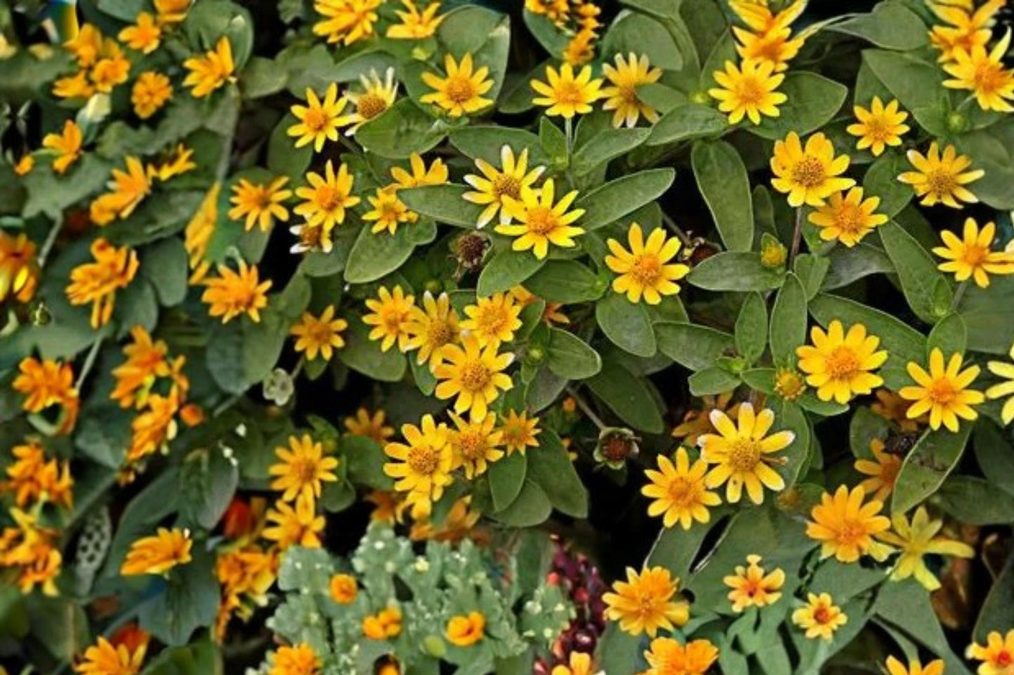 Creeping Zinnia Seeds 100 Count - Yellow Flowering Annual Groundcover - Sanvitalia procumbens - Trailing Plant for Containers