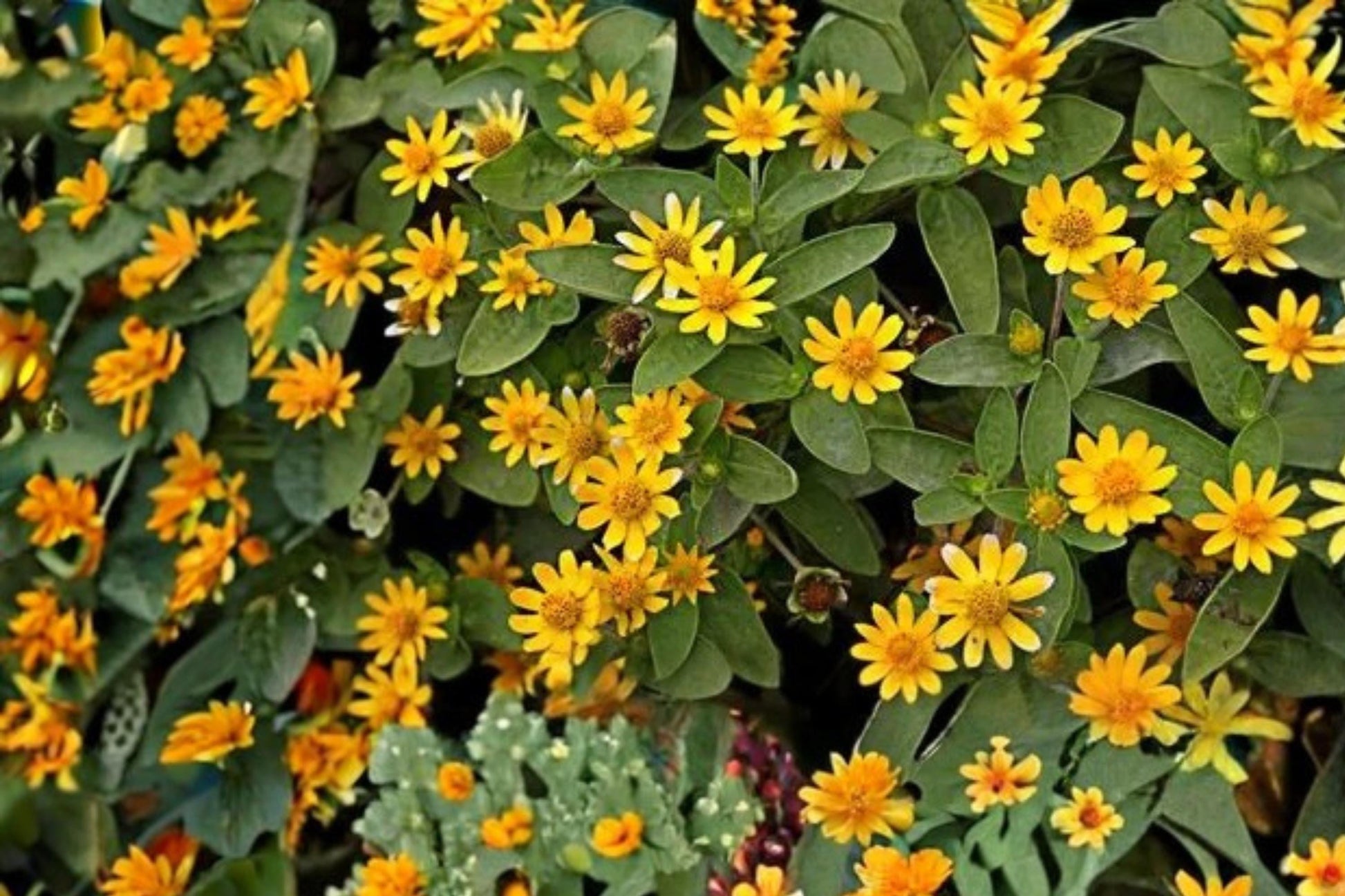 Creeping Zinnia Seeds 100 Count - Yellow Flowering Annual Groundcover - Sanvitalia procumbens - Trailing Plant for Containers