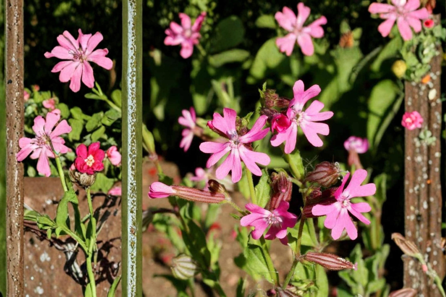 Nodding Catchfly Seeds - 100 Seeds Silene pendula - Compact Annual with Pink Flowers for Borders & Containers