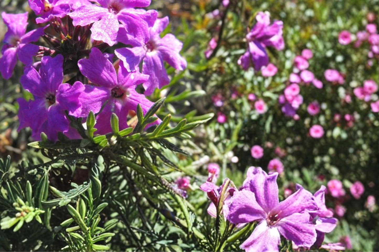 Moss Verbena Seeds - 100 Seeds - Purple Flower Groundcover - Verbena tenuisecta - Low-Growing Perennial for Borders and Containers