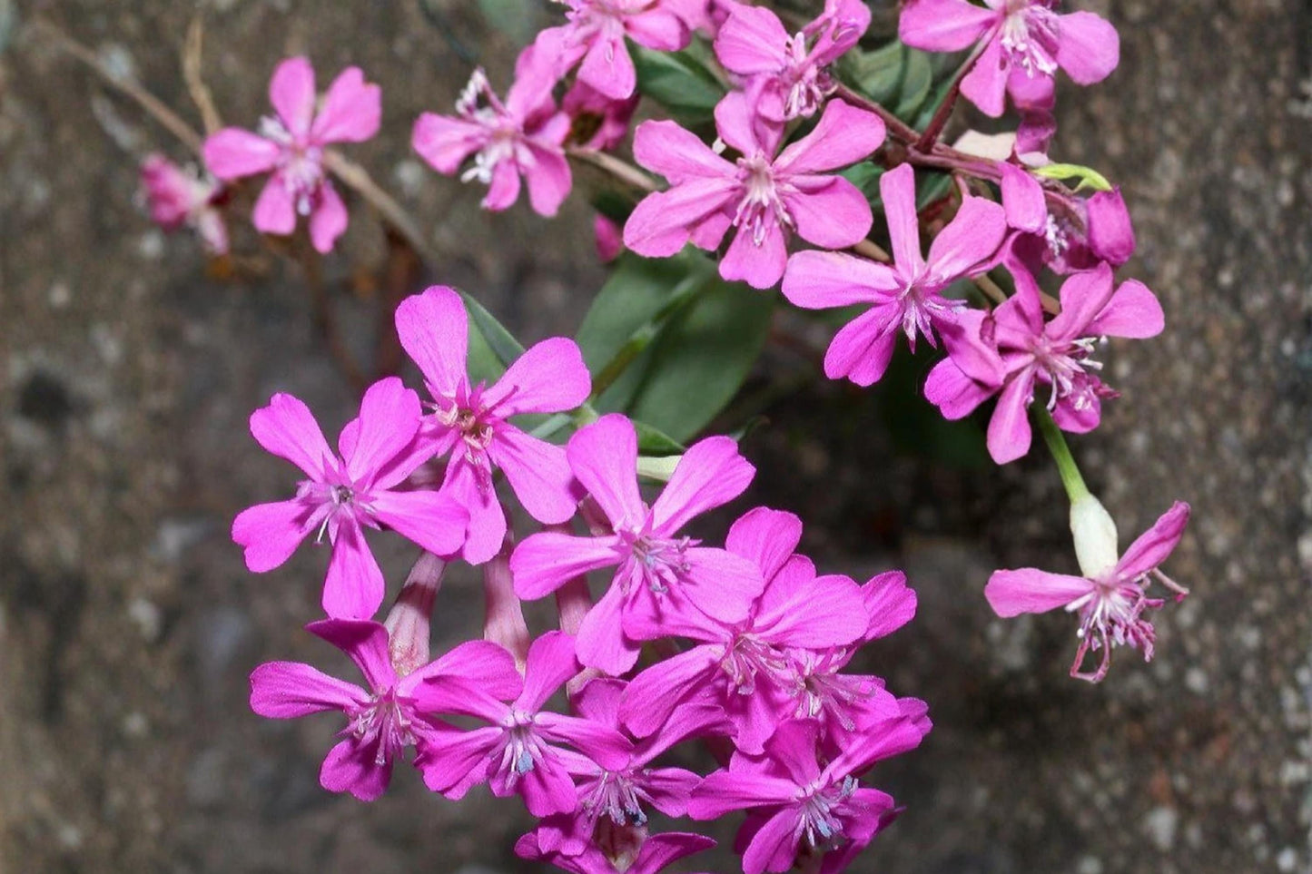 None So Pretty Catchfly Seeds - 100 Count - Rose Pink Flowers - Silene armeria - Compact Annual for Borders & Containers