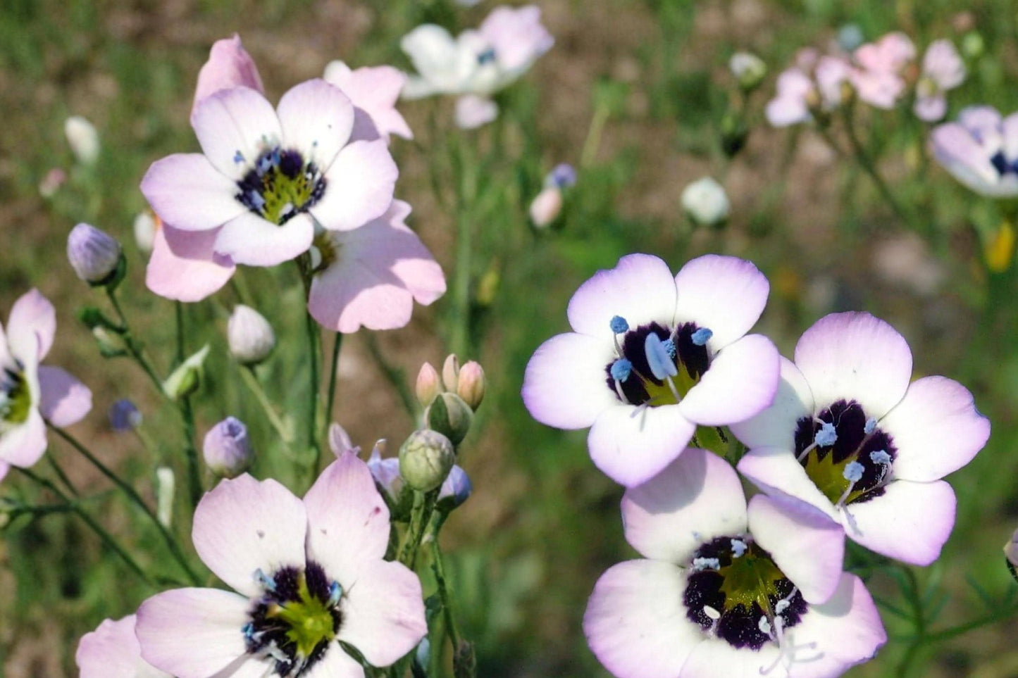 Bird's Eyes Seeds - 100 Count Gilia tricolor - Blue, Purple, White Wildflower for Gardens and Borders