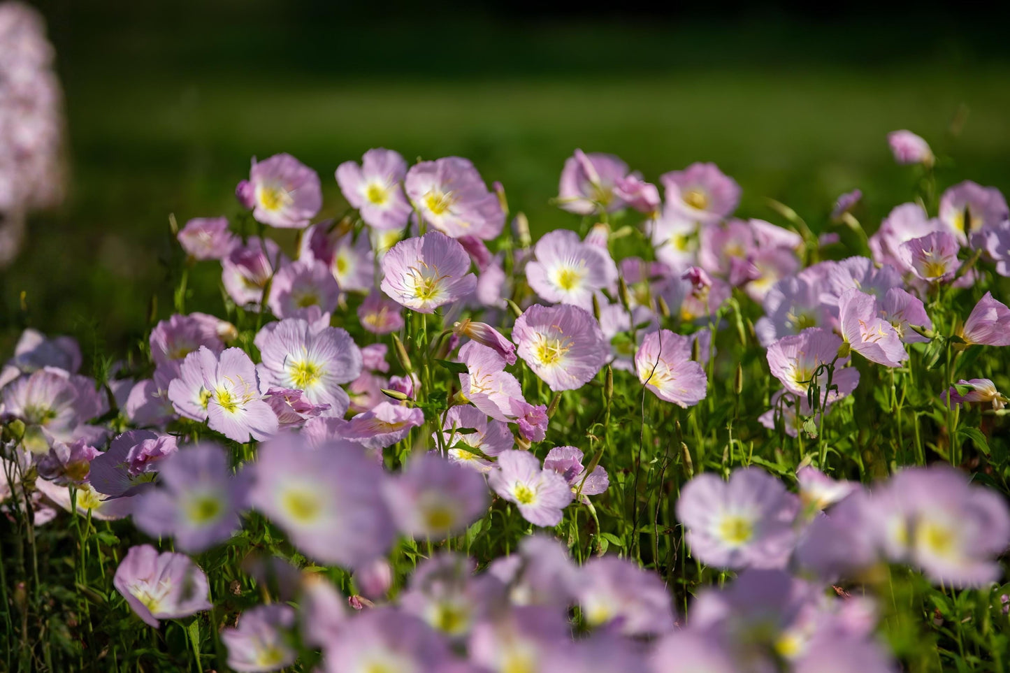 Showy Evening Primrose Seeds | 100 Pink Wildflower Seeds | Oenothera Speciosa | Drought Tolerant Pollinator Garden Planting