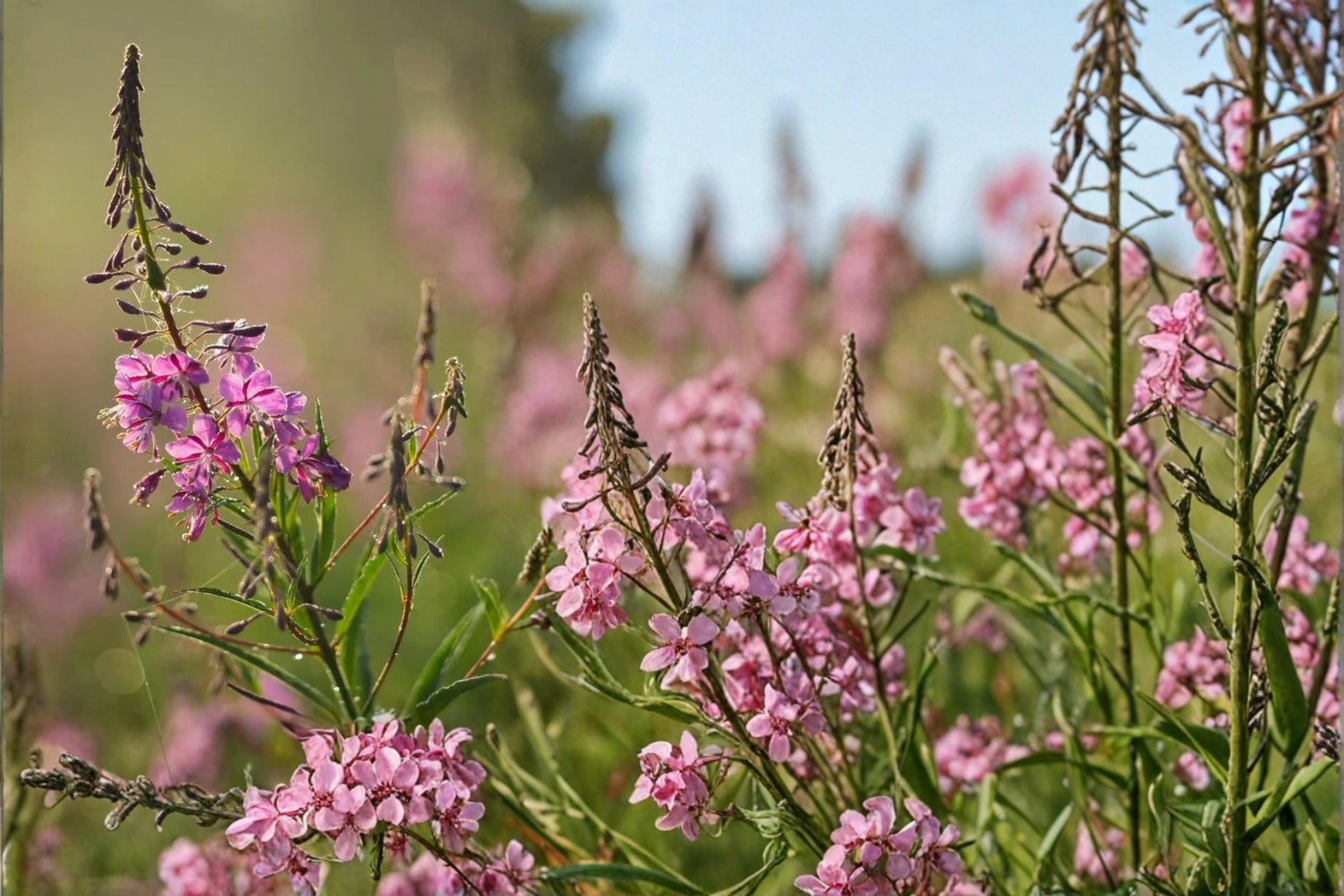 Fireweed Seeds 500 Count - Pink to Purple Wildflower - Chamaenerion angustifolium - Perennial for Meadows & Naturalized Areas