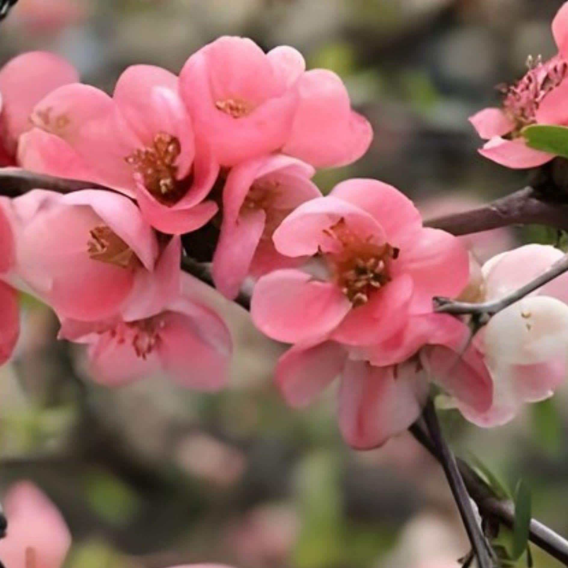Pink Flowering Quince Sapling | Bare Root Cydonia | Early Blooming Ornamental Fruit Tree | Live Plant