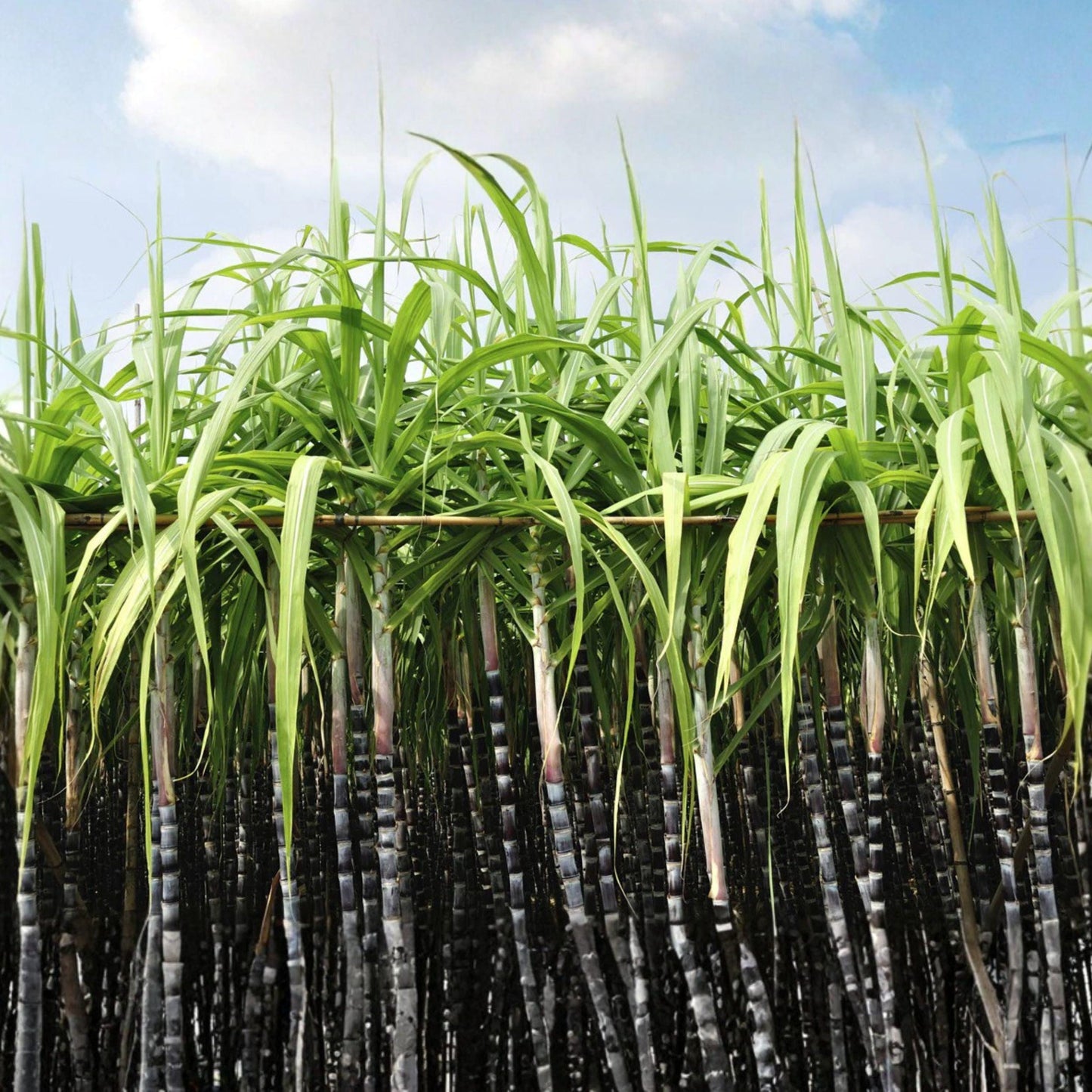 Sugar Cane Seeds - 1000 Count - Saccharum officinarum - Tropical Grass for Syrup & Rum Production