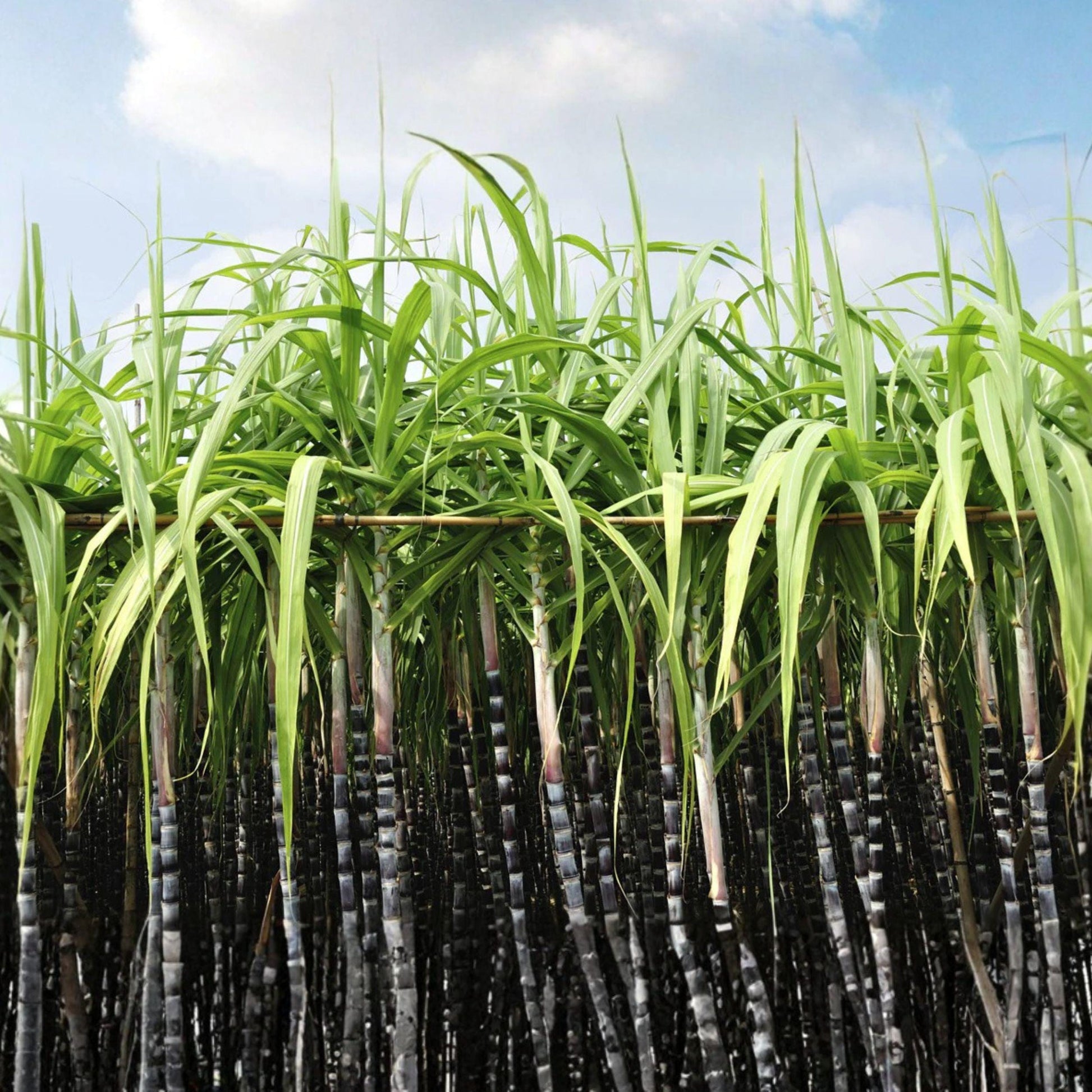 Sugar Cane Seeds - 1000 Count - Saccharum officinarum - Tropical Grass for Syrup & Rum Production