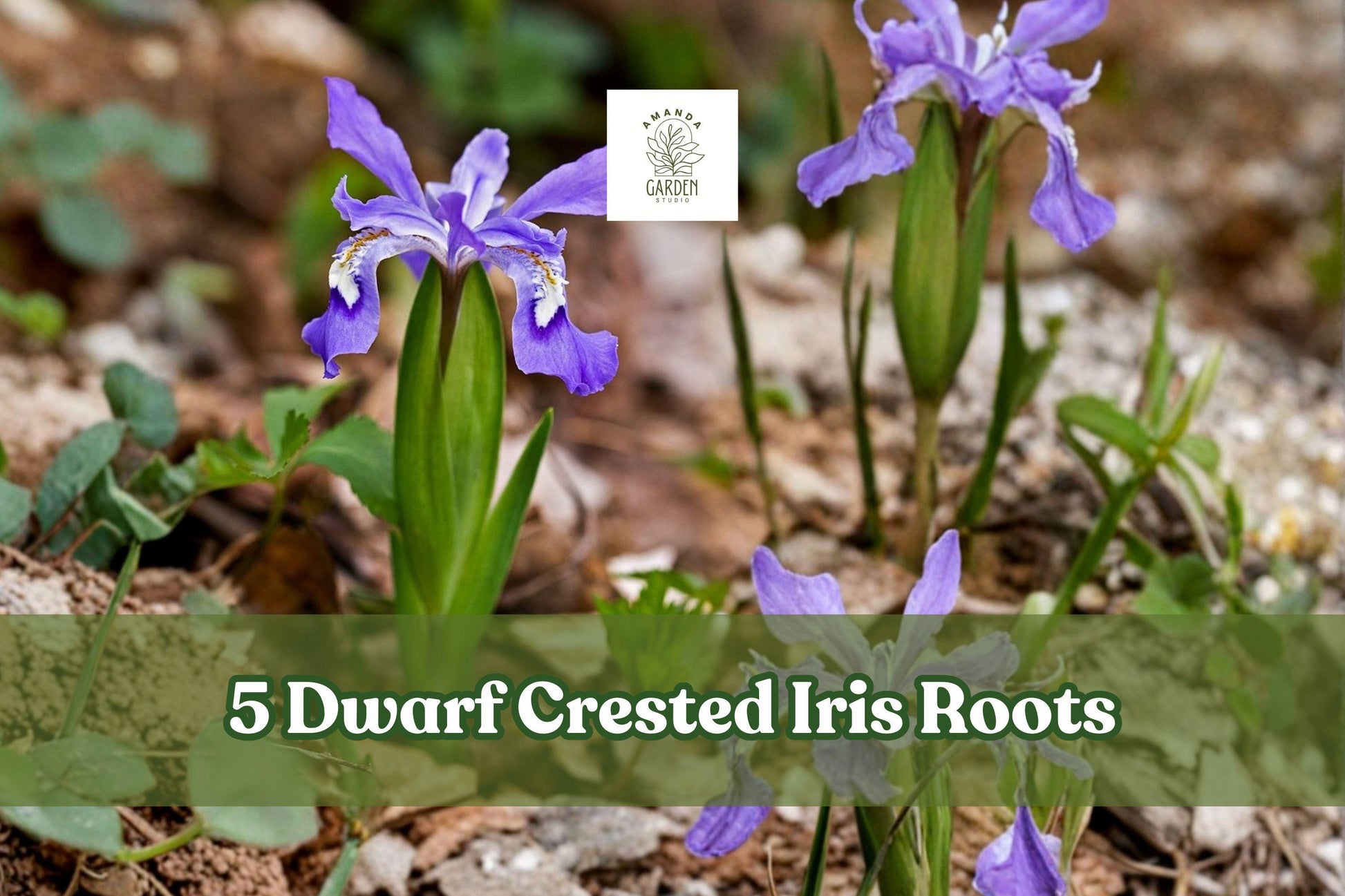 Dwarf Crested Iris Roots - 5 Hardy Perennial Bulbs, Blue to Purple Flowers, Easy Care (Iris cristata) for Garden Ground Cover