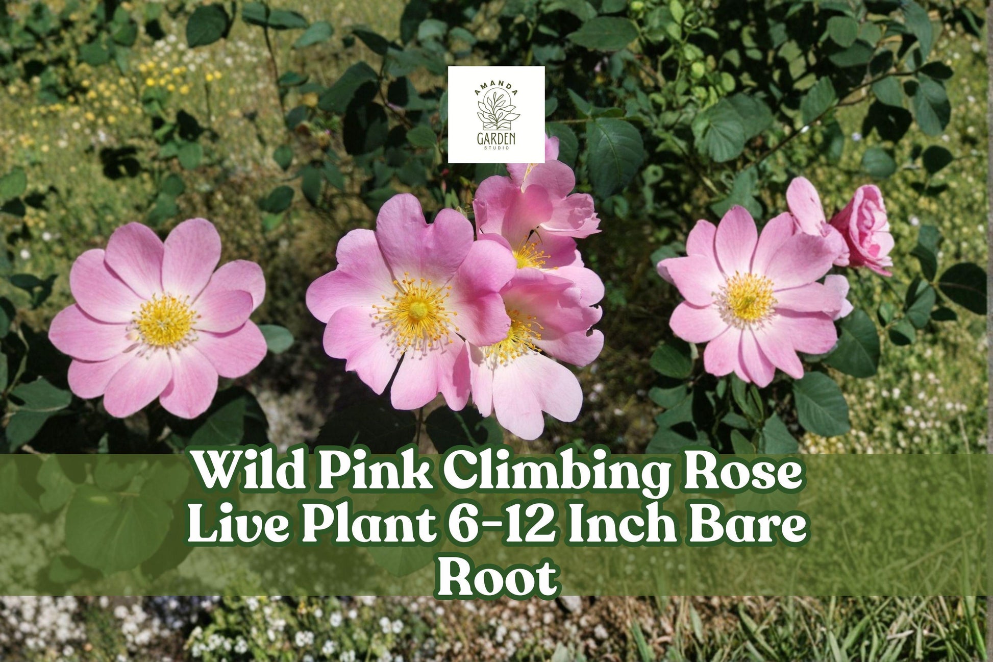 Wild Pink Climbing Rose Live Plant 6-12 Inch Bare Root Rosa spp. Hardy Flowering Vine for Garden Trellises and Fences
