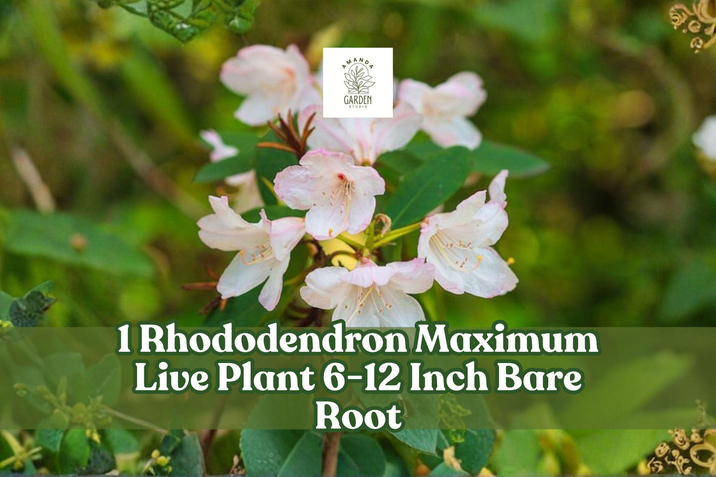 Rhododendron Maximum Live Plant 6-12 Inch Bare Root Rosebay Rhododendron Evergreen (Rhododendron maximum)