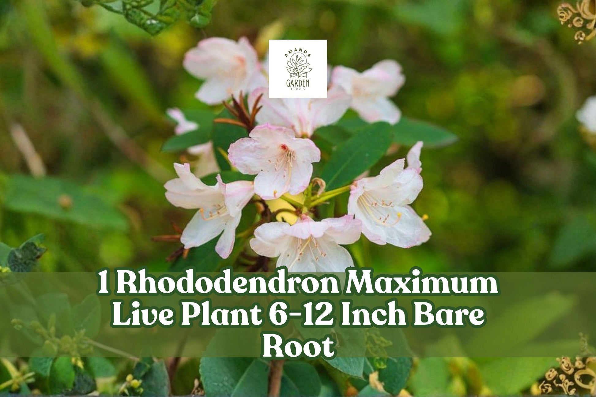 Rhododendron Maximum Live Plant 6-12 Inch Bare Root Rosebay Rhododendron Evergreen (Rhododendron maximum)