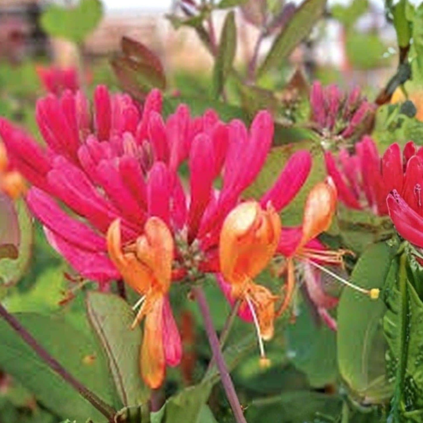 Pink Honeysuckle Vine | 1 Ft+ Bare Root Live Plant | Antique Variety | Lonicera spp. | Fragrant Climbing Plant for Gardens