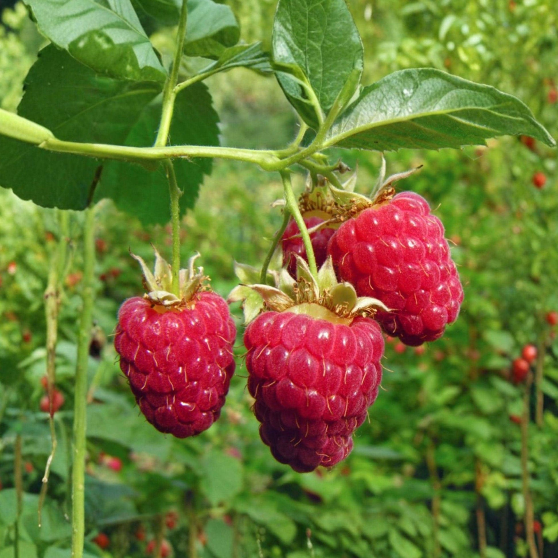 Tulameen Raspberry Seeds 200 Count | Sweet Red Berries | Rubus idaeus | Perennial Fruit Shrub Garden Seeds