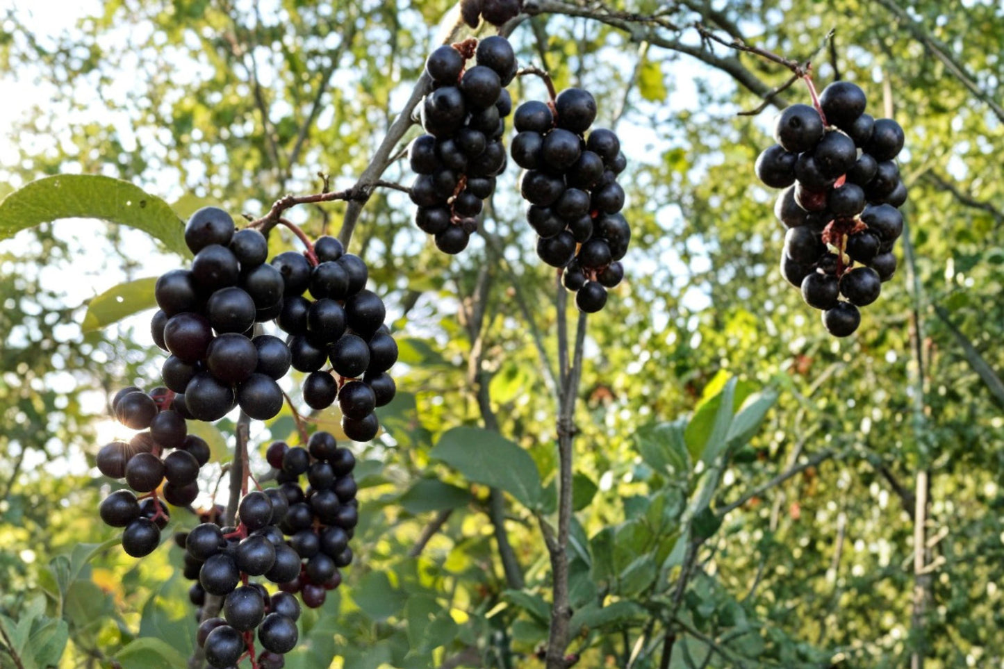 Black Chokecherry Seeds - 10 Seeds - Prunus virginiana - Deciduous Shrub with Fragrant White Flowers and Dark Berries