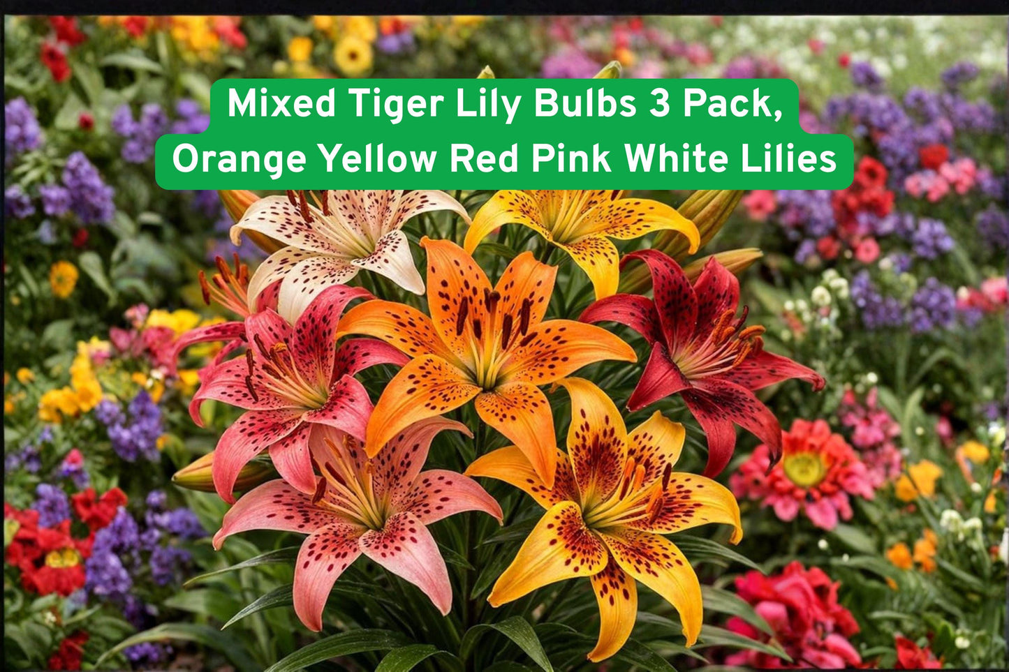 Mixed Tiger Lily Bulbs 3 Pack - Vibrant Orange Yellow Red Pink White Flowers - Lilium lancifolium / Lilium spp. Perennial Bulbs