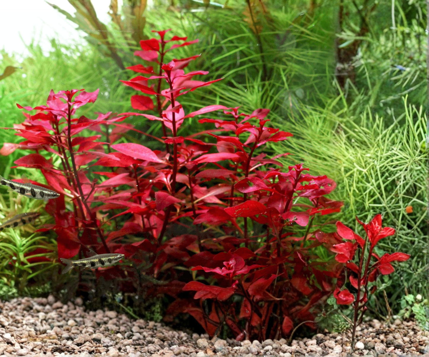 Ludwigia Repens Super Red Mini Live Aquarium Plant - Potted Freshwater Stem for Aquascaping - Compact Red Foliage