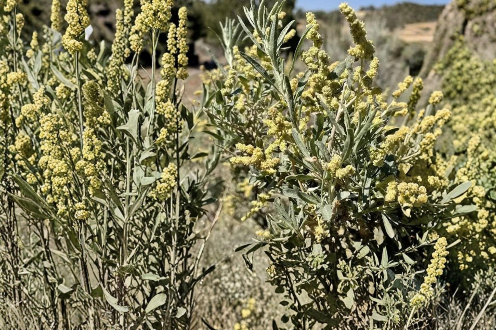 Fourwing Saltbush Seeds - 10 Perennial Shrub Seeds - Drought Tolerant Atriplex canescens for Arid Landscapes
