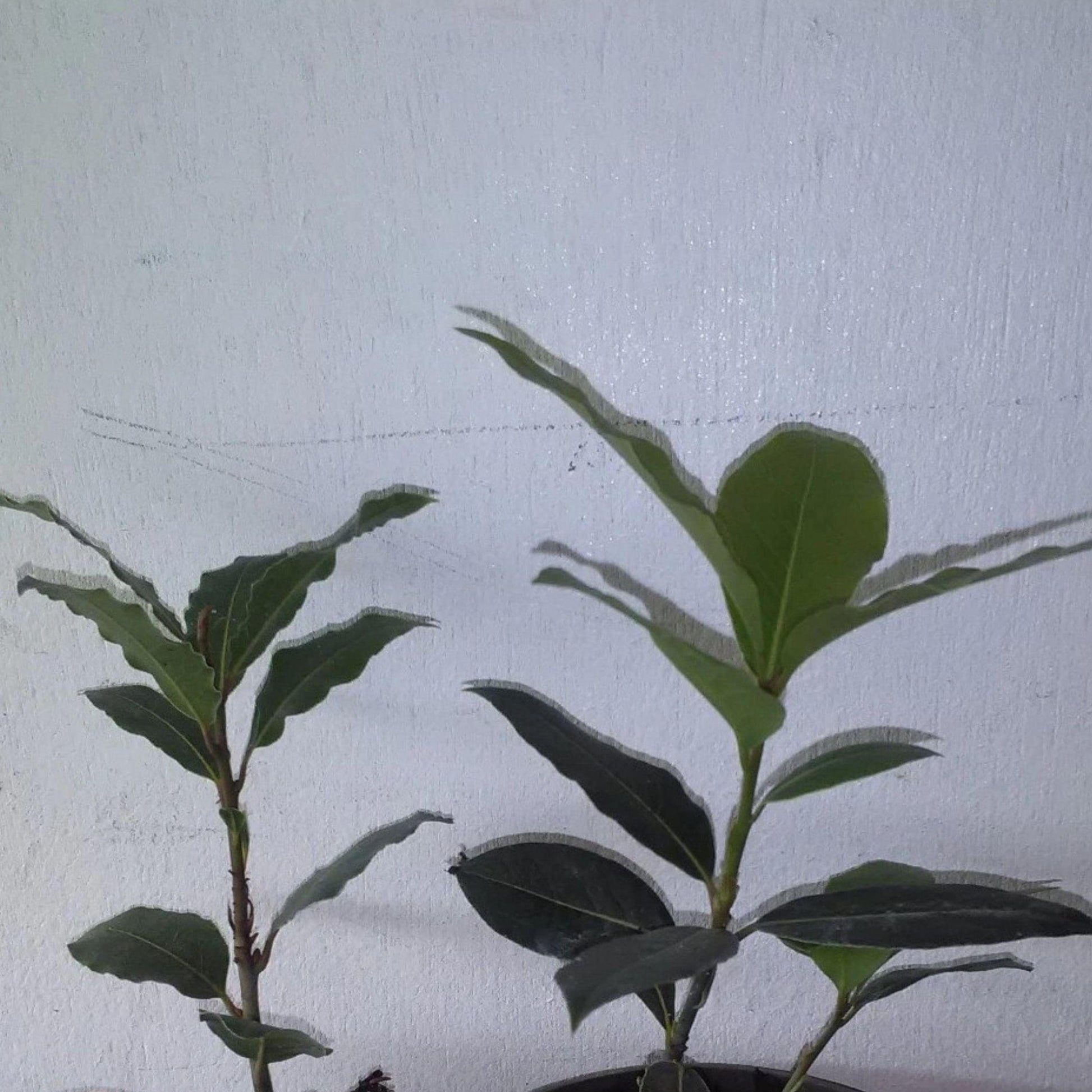Bay Leaf Tree Starter Plant 5-8 Inches Culinary Herb Laurus nobilis - Rooted Live Plant for Herb Garden