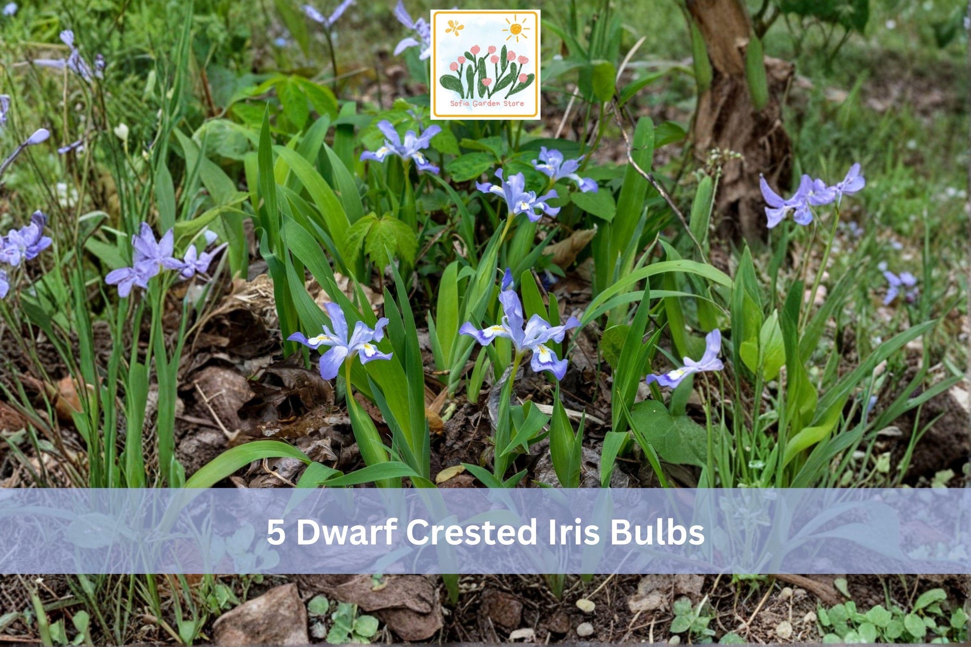 Dwarf Crested Iris Bulbs - 5 Pack Blue-Purple with Yellow Crest - Iris cristata - Hardy Shade Garden Plant for Borders and Groundcover