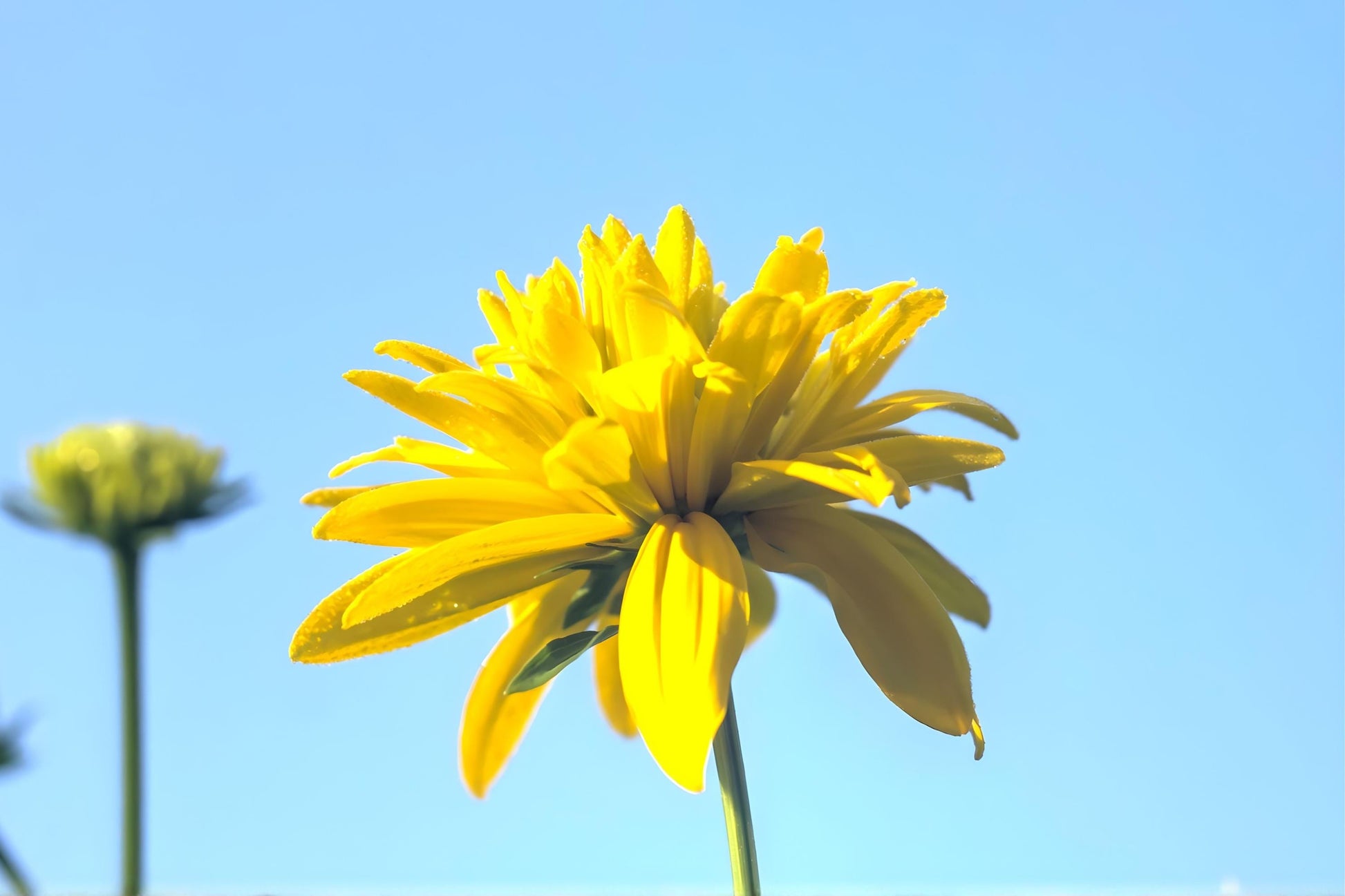 Cutleaf Coneflower Seeds (50) | Rudbeckia laciniata | Golden-Yellow Blooms | Native Wildflower for Pollinator Gardens
