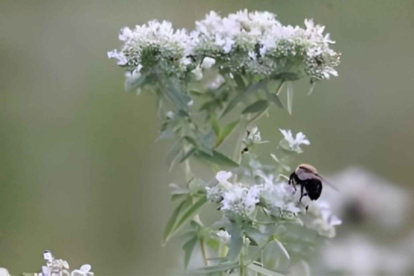 Hairy Mountain Mint Seeds (100) - Pycnanthemum pilosum - Aromatic Pollinator Plant for Herb Gardens and Meadows