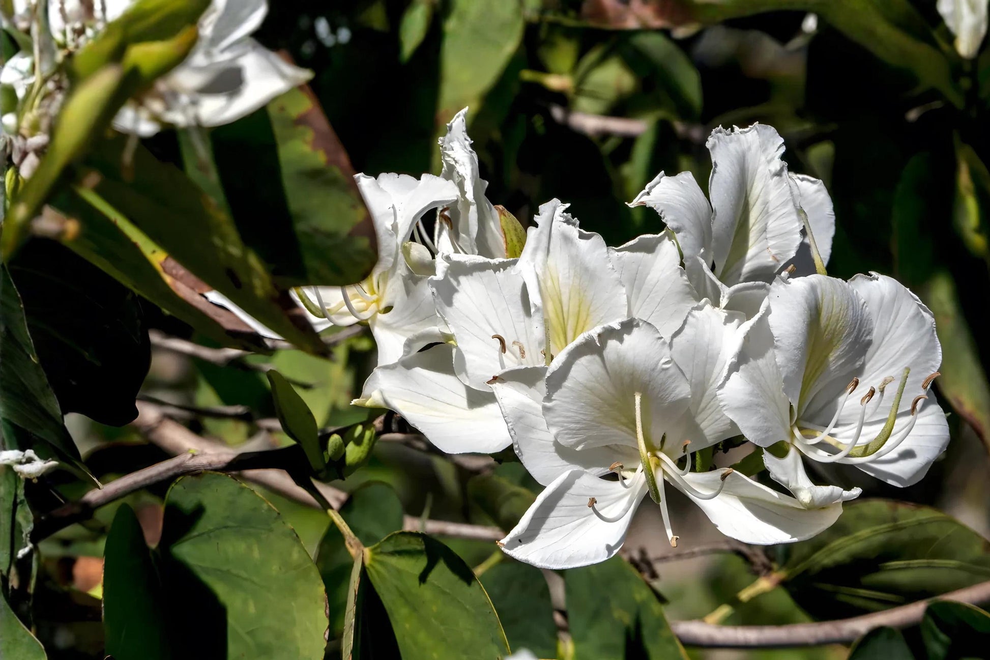 Bauhinia Seeds | 10 White Orchid Tree Seeds | Ornamental Tropical Flowering | Bauhinia variegata var. candida