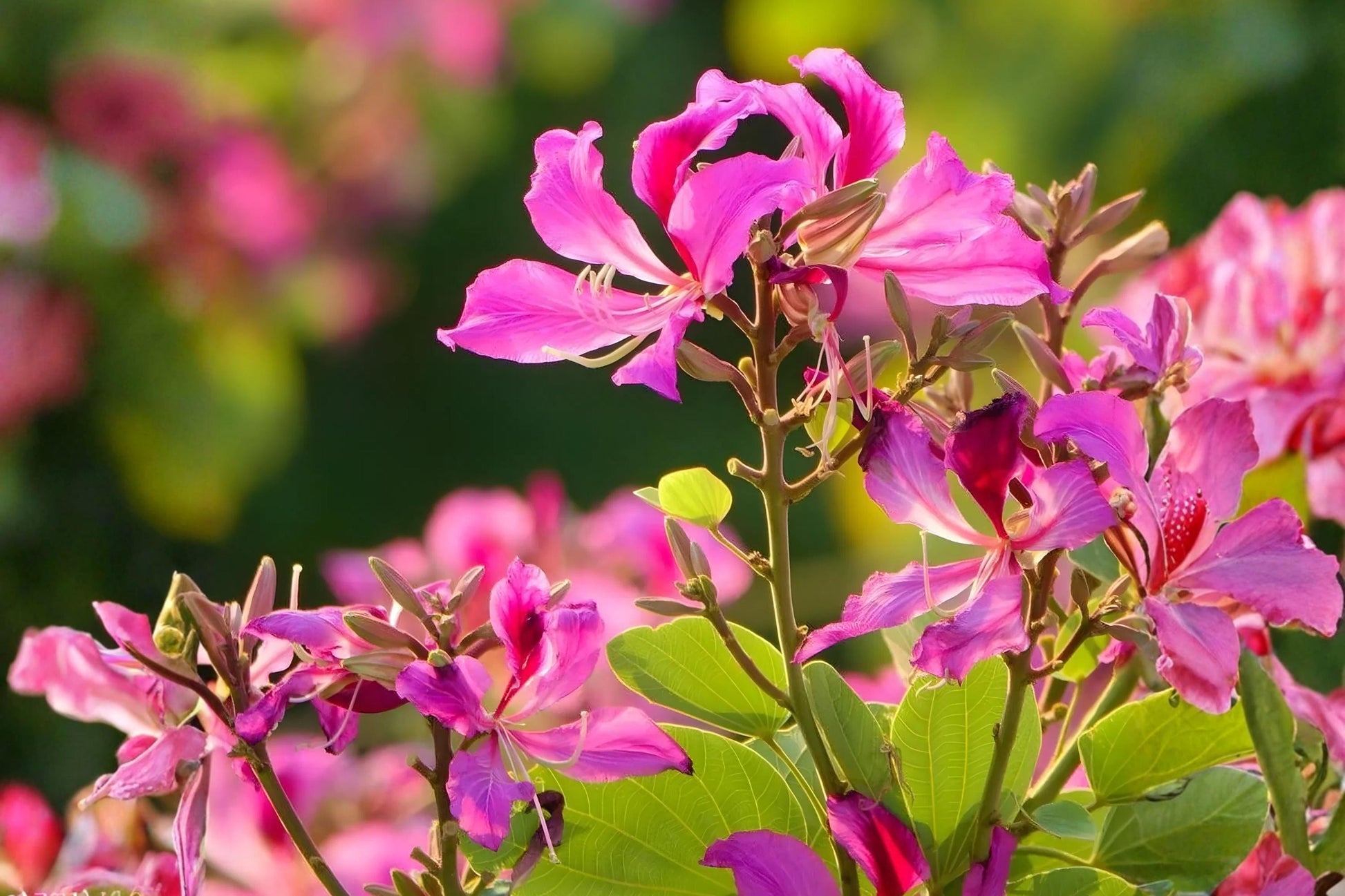 Purple Orchid Tree Seeds (10) - Bauhinia purpurea - Vibrant Purple Blooms for Tropical Gardens and Patios