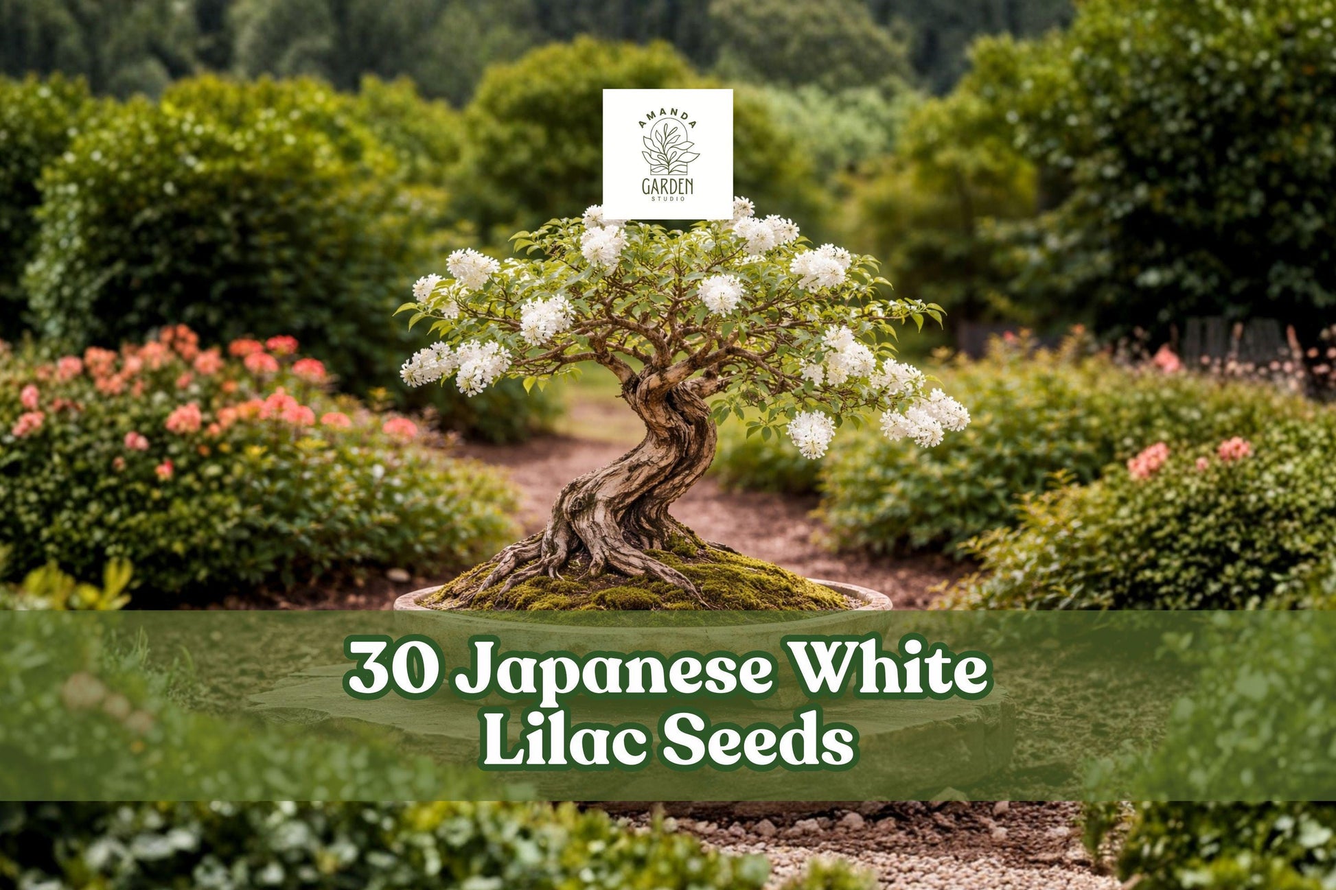 Japanese White Lilac Seeds - 30 Pack - Ornamental Tree - Syringa reticulata - Elegant White Flowers for Bonsai & Garden
