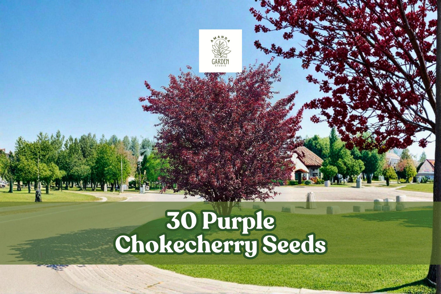 30 Purple Chokecherry Seeds - Ornamental Tree Prunus virginiana 'Shubert' - Rich Purple Foliage for Landscaping & Privacy