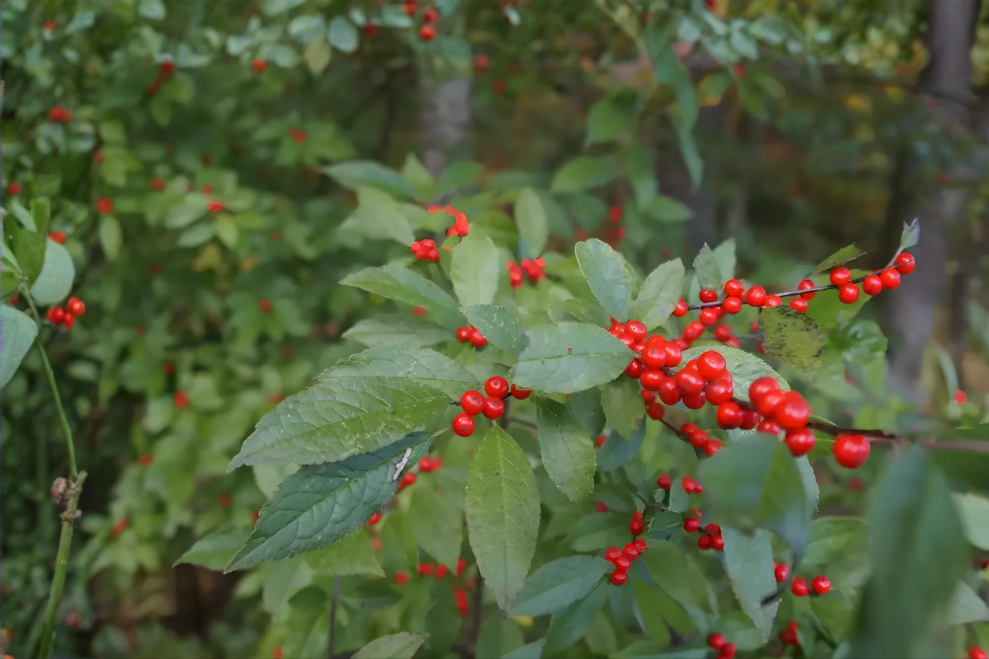 Mountain Holly Seeds (10) - Ilex montana - Hardy Native Shrub with Red Berries for Woodland Gardens and Wildlife Habitats