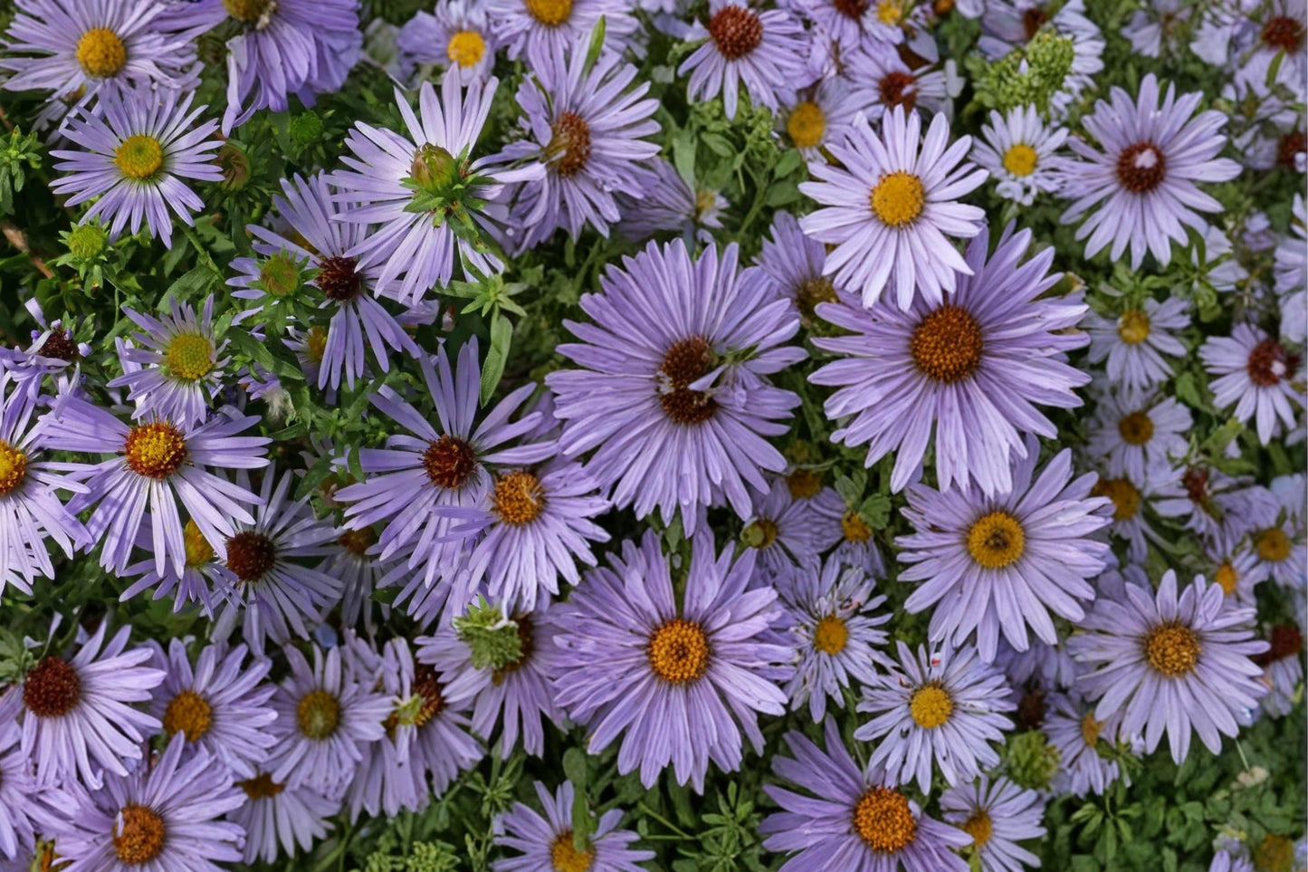 Aromatic Aster Seeds - 100 Count - Purple to Blue Flowers - Symphyotrichum oblongifolium - Hardy Perennial for Dry Gardens