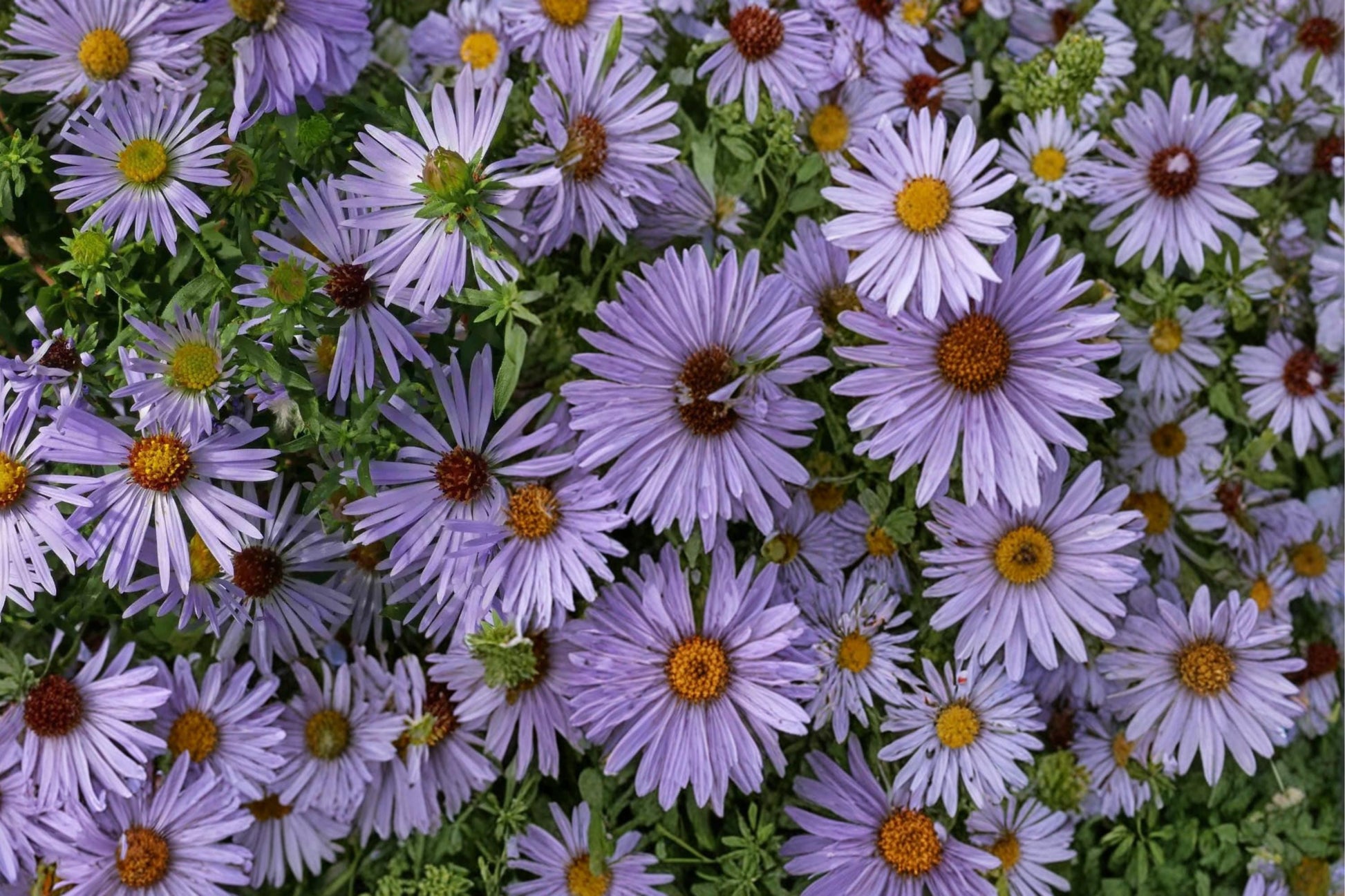 Aromatic Aster Seeds - 100 Count - Purple to Blue Flowers - Symphyotrichum oblongifolium - Hardy Perennial for Dry Gardens