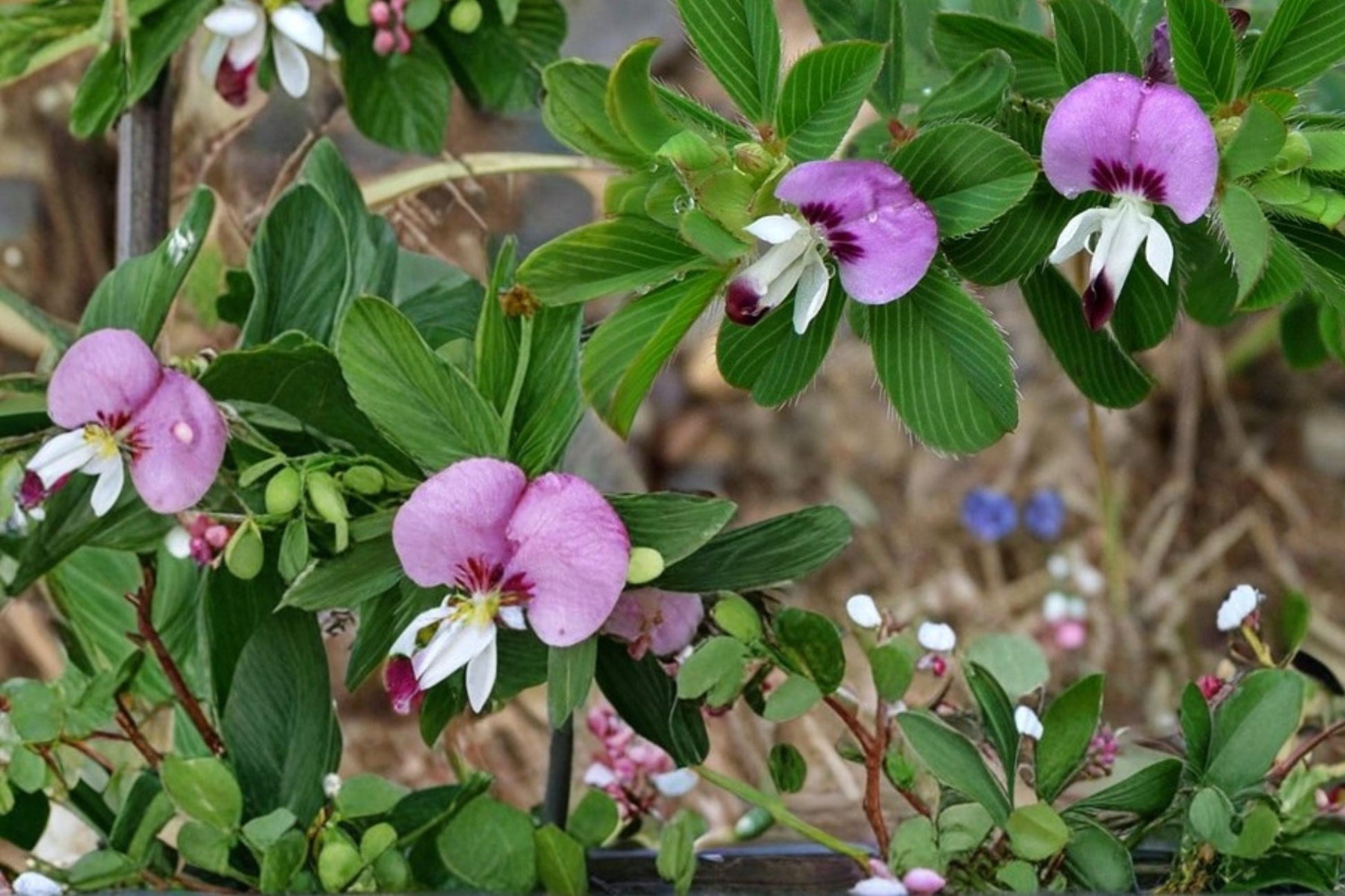 Korean Lespedeza Seeds - 100 Count - Kummerowia stipulacea - Pink Purple Flowers - Low-Growing Groundcover Plant