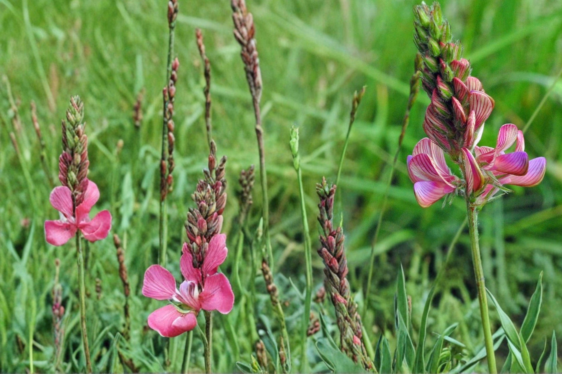 Sainfoin Seeds 100 Count - Pink Flowering Legume - Onobrychis viciifolia - Drought Tolerant Perennial for Meadows