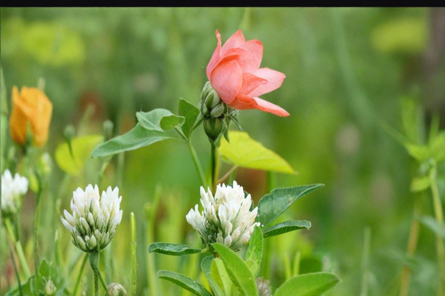 Berseem Clover Seeds 100 Count - Trifolium alexandrinum - Fast-Growing Annual Legume with White Flowers for Forage and Soil Improvement