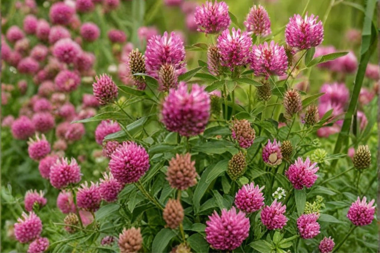 Red Clover Seeds - 100 Count Trifolium pratense - Pink to Purple Flowering Perennial Legume for Meadows and Naturalized Plantings