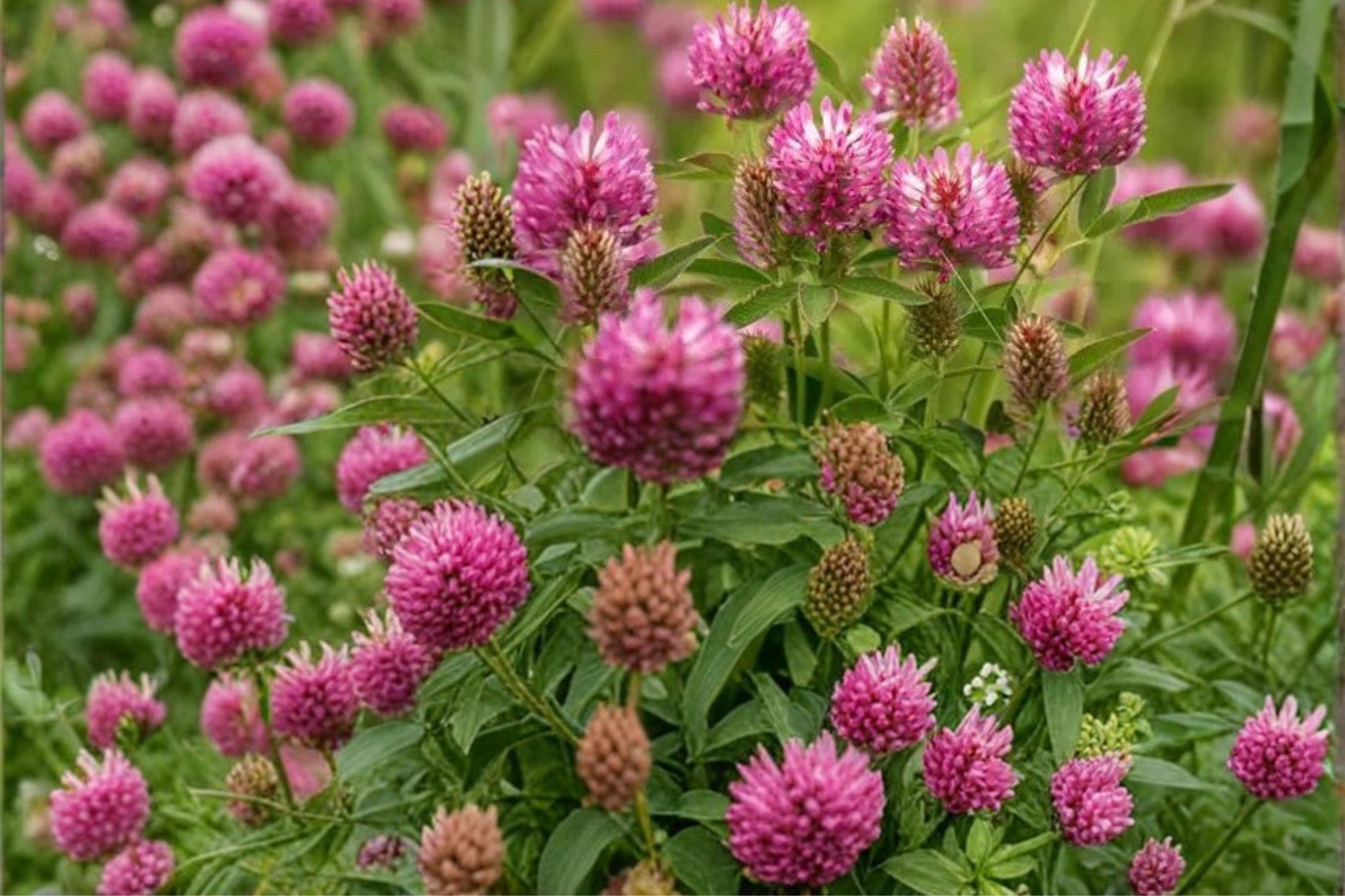 Red Clover Seeds - 100 Count Trifolium pratense - Pink to Purple Flowering Perennial Legume for Meadows and Naturalized Plantings