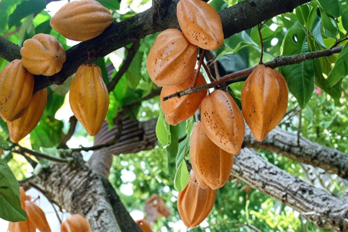 Cacao Tree Seeds 4 Pack - Theobroma cacao - Tropical Chocolate Plant for Greenhouse & Indoor Growing