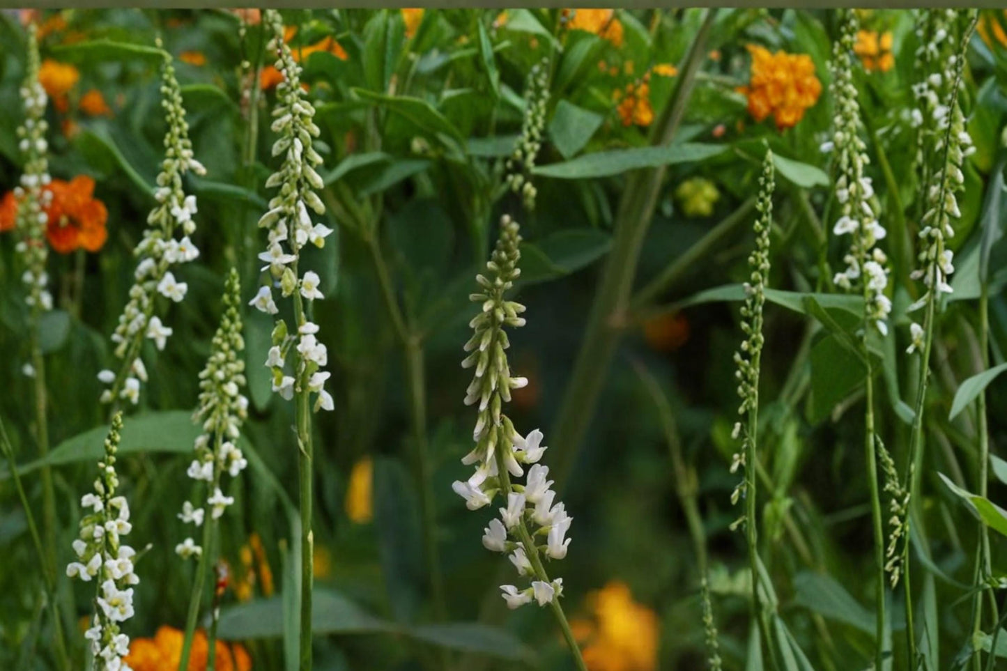 White Sweet Clover Seeds 100 Count - Melilotus alba - Biennial Legume with White Flower Spikes for Meadows and Naturalized Areas