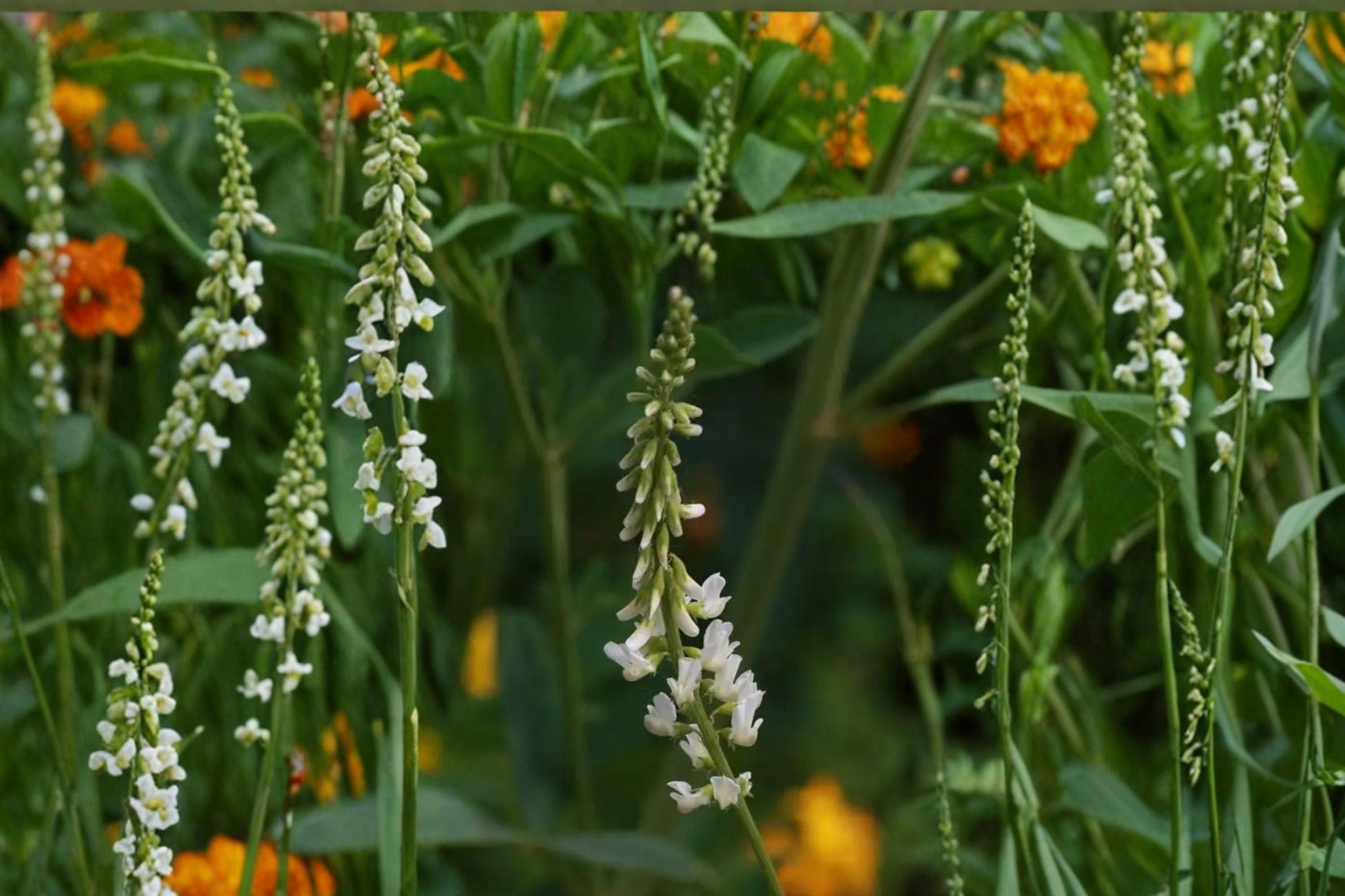 White Sweet Clover Seeds 100 Count - Melilotus alba - Biennial Legume with White Flower Spikes for Meadows and Naturalized Areas