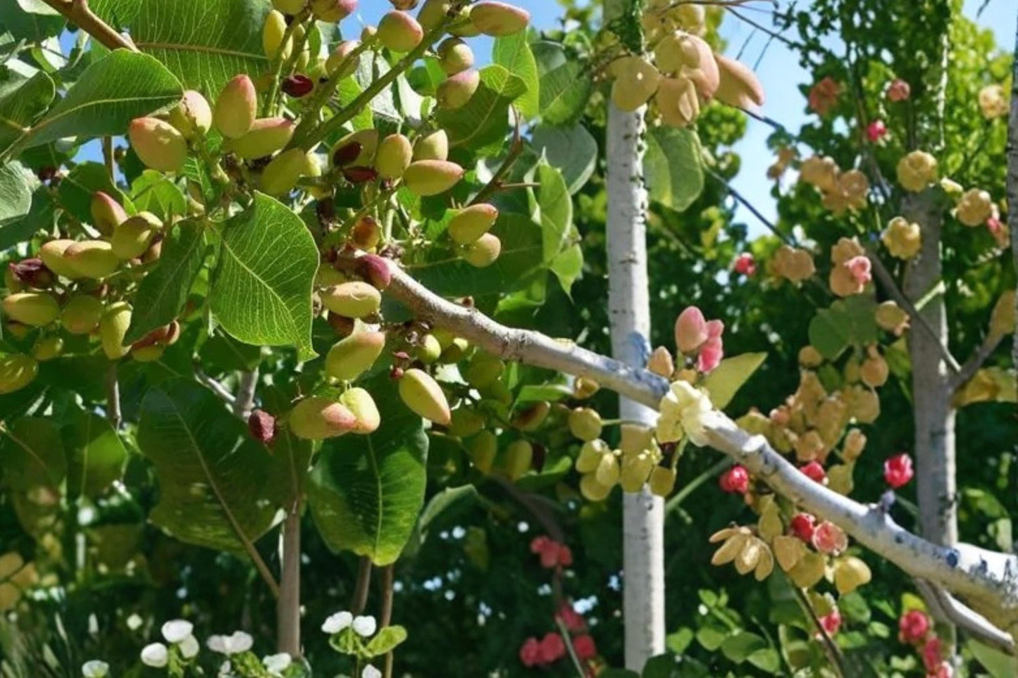 Pistachio Tree Seeds 10 Pack - Edible Nut Variety - Pistacia vera - Drought Tolerant for Warm Climates - Garden Tree Seed