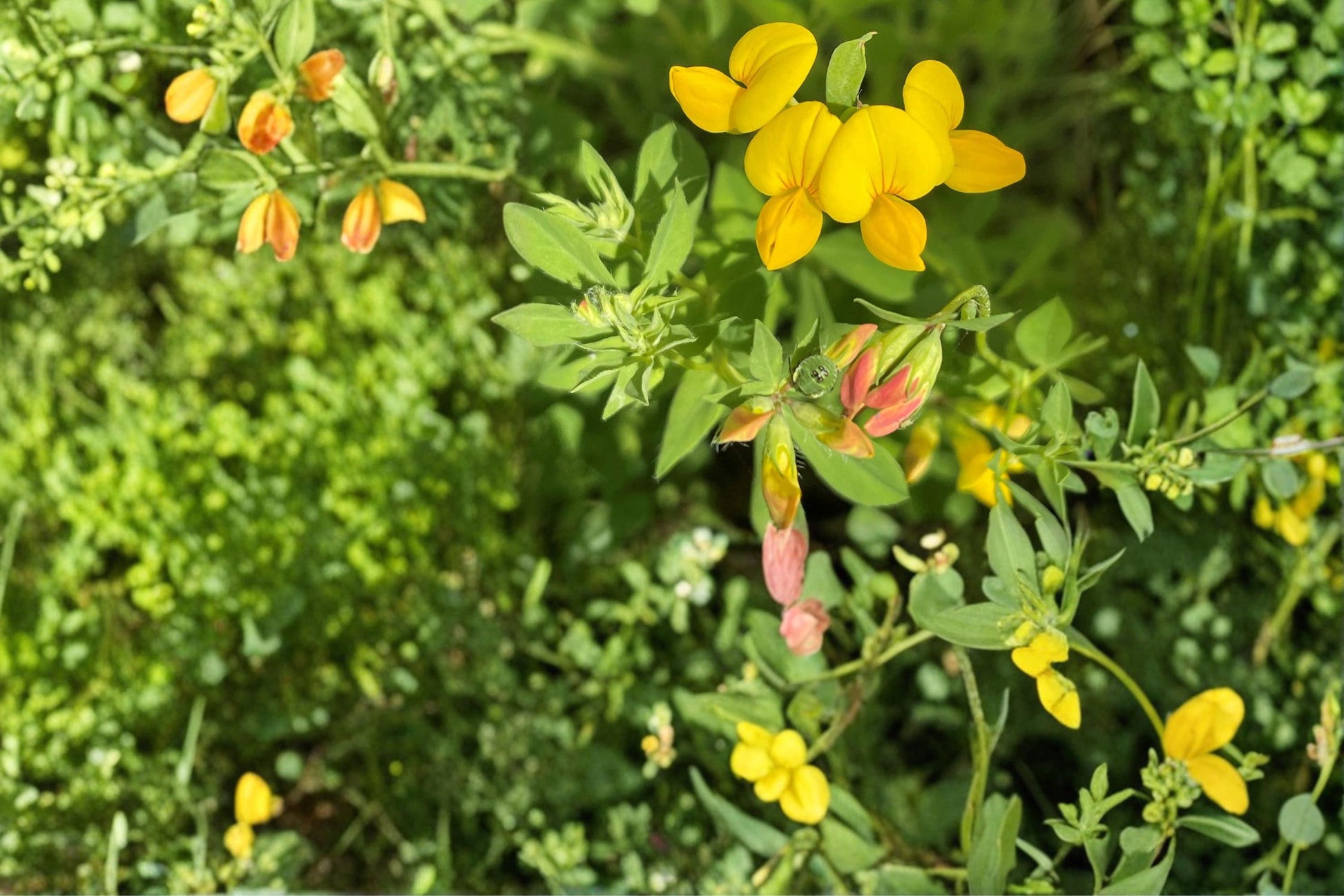Bird's Foot Trefoil Seeds - 100 Yellow Flower Clusters - Lotus corniculatus - Low-Growing Perennial Legume for Groundcover