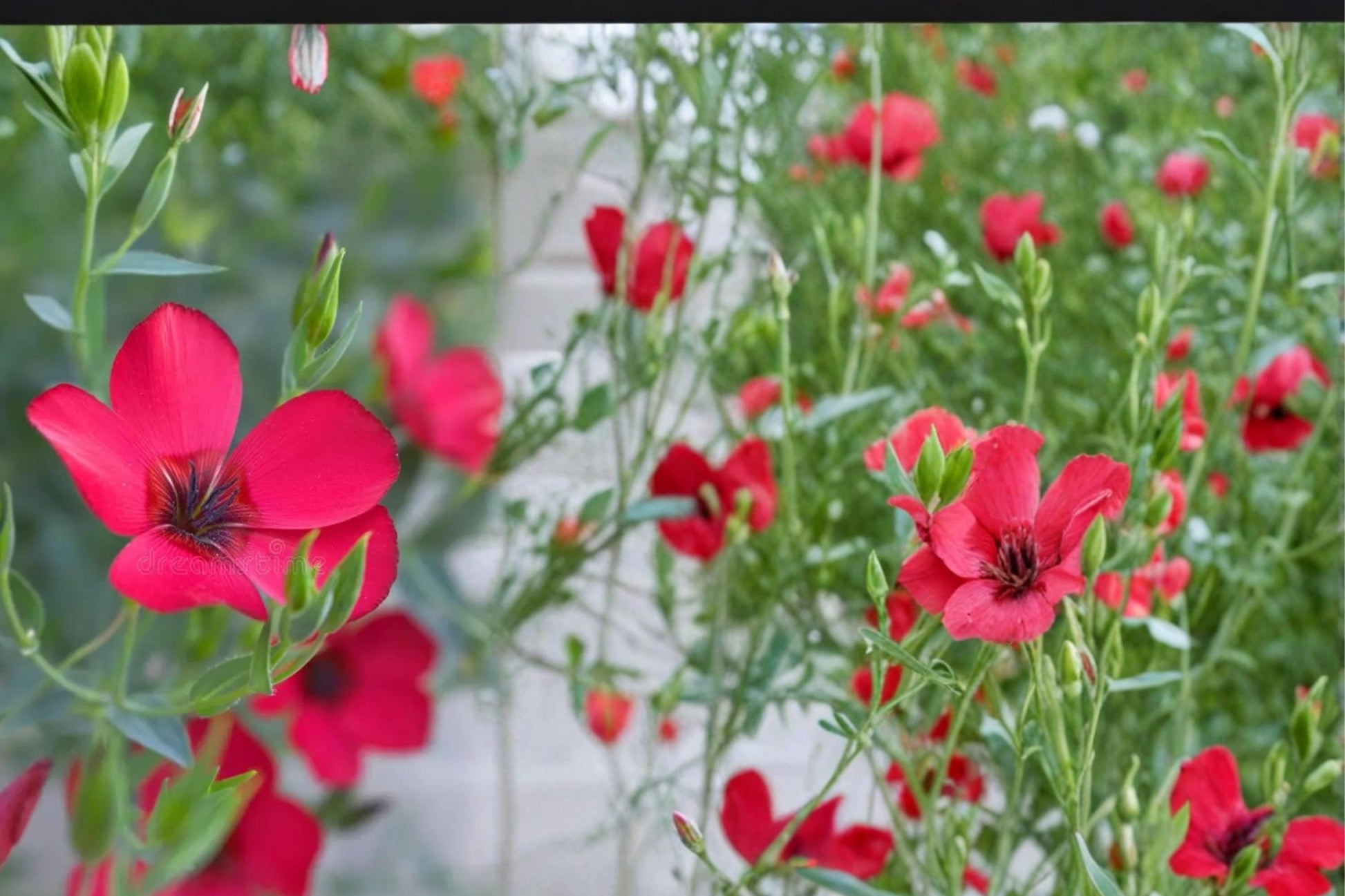Scarlet Flax Seeds - 100 Count - Bright Red Flowers - Linum grandiflorum rubrum - Annual Wildflower for Borders & Gardens