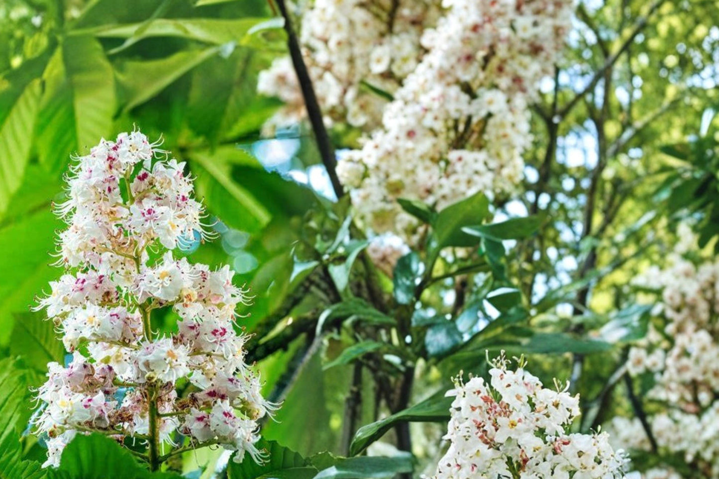 Horse Chestnut Seeds - Aesculus hippocastanum - Deciduous Ornamental Tree for Landscaping - Brown Seeds with White Flowers
