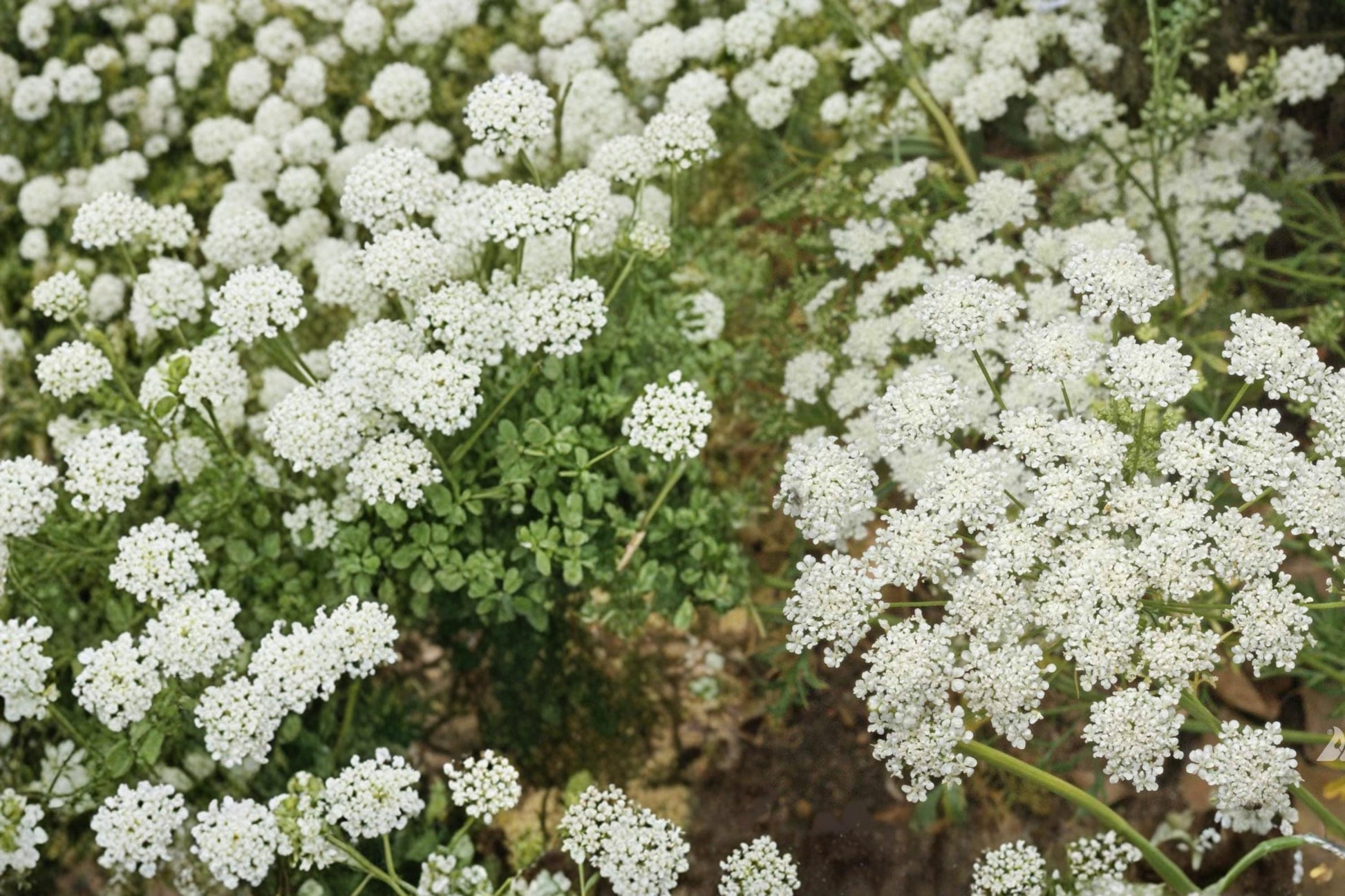 Bishop's Flower Seeds - 100 Count - Ammi majus - Delicate White Lace-like Blooms for Garden Borders & Cutting Gardens