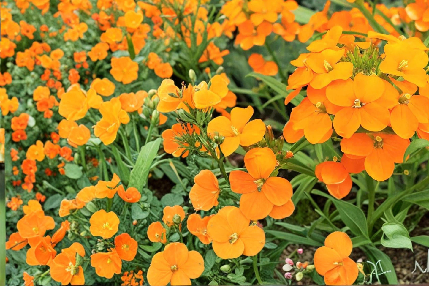 Siberian Wallflower Seeds 100 Count - Orange to Red Blooms Erysimum cheiri - Fragrant Compact Perennial for Borders and Gardens