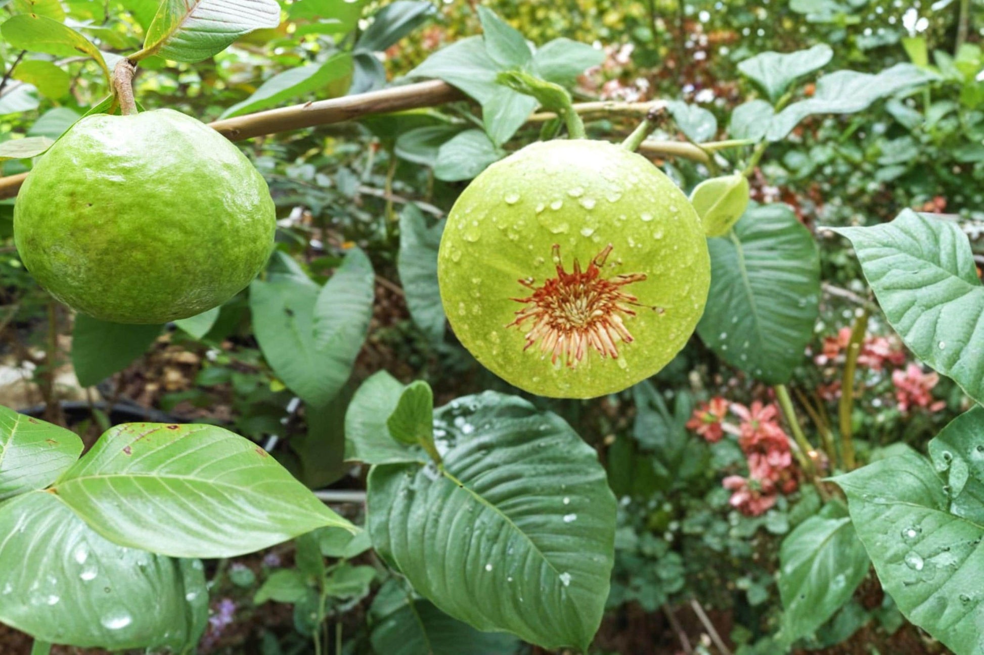 Guava Tree Seeds - 100 Seeds - Psidium guajava - Tropical Fruit Plant for Garden or Container Growing