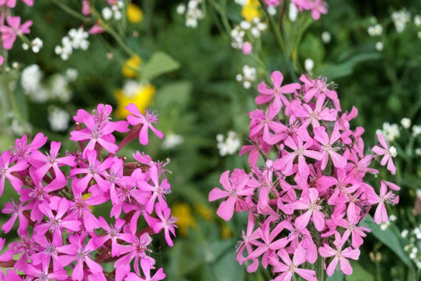 Catchfly Seeds 100 Count - Silene armeria - Rose-Pink Flower Clusters - Annual Herbaceous Plant for Borders & Containers