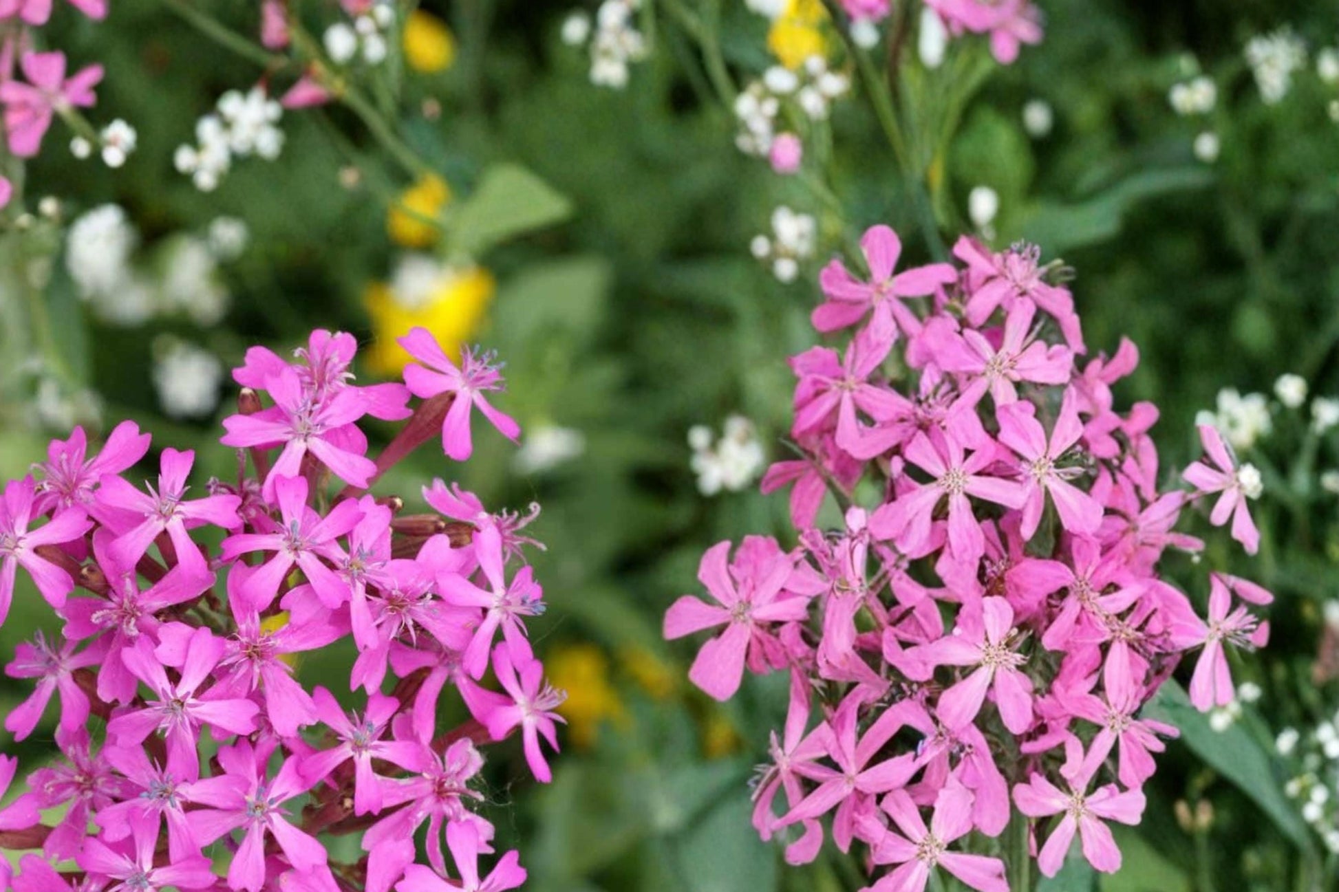 Catchfly Seeds 100 Count - Silene armeria - Rose-Pink Flower Clusters - Annual Herbaceous Plant for Borders & Containers